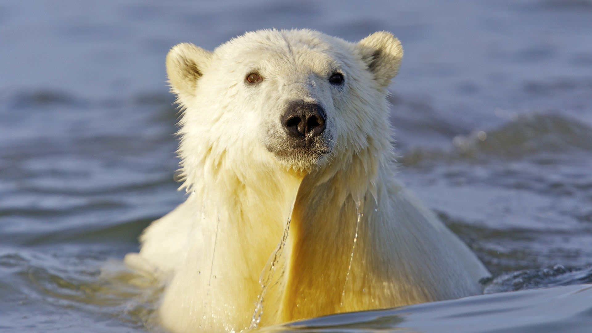 animals, water, polar bear, muzzle Swim HD Android Wallpapers