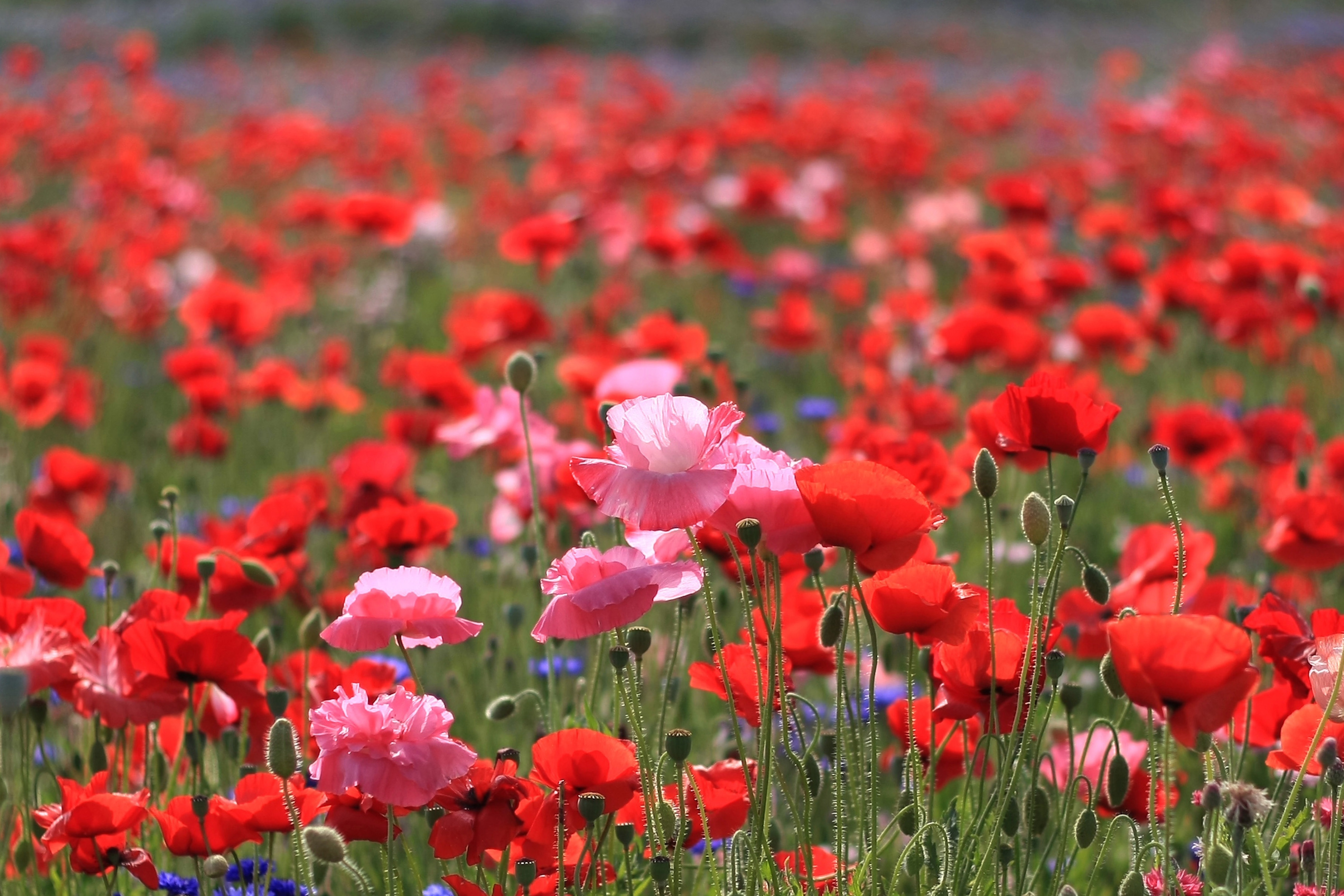 nature, flowers, poppies, summer, field