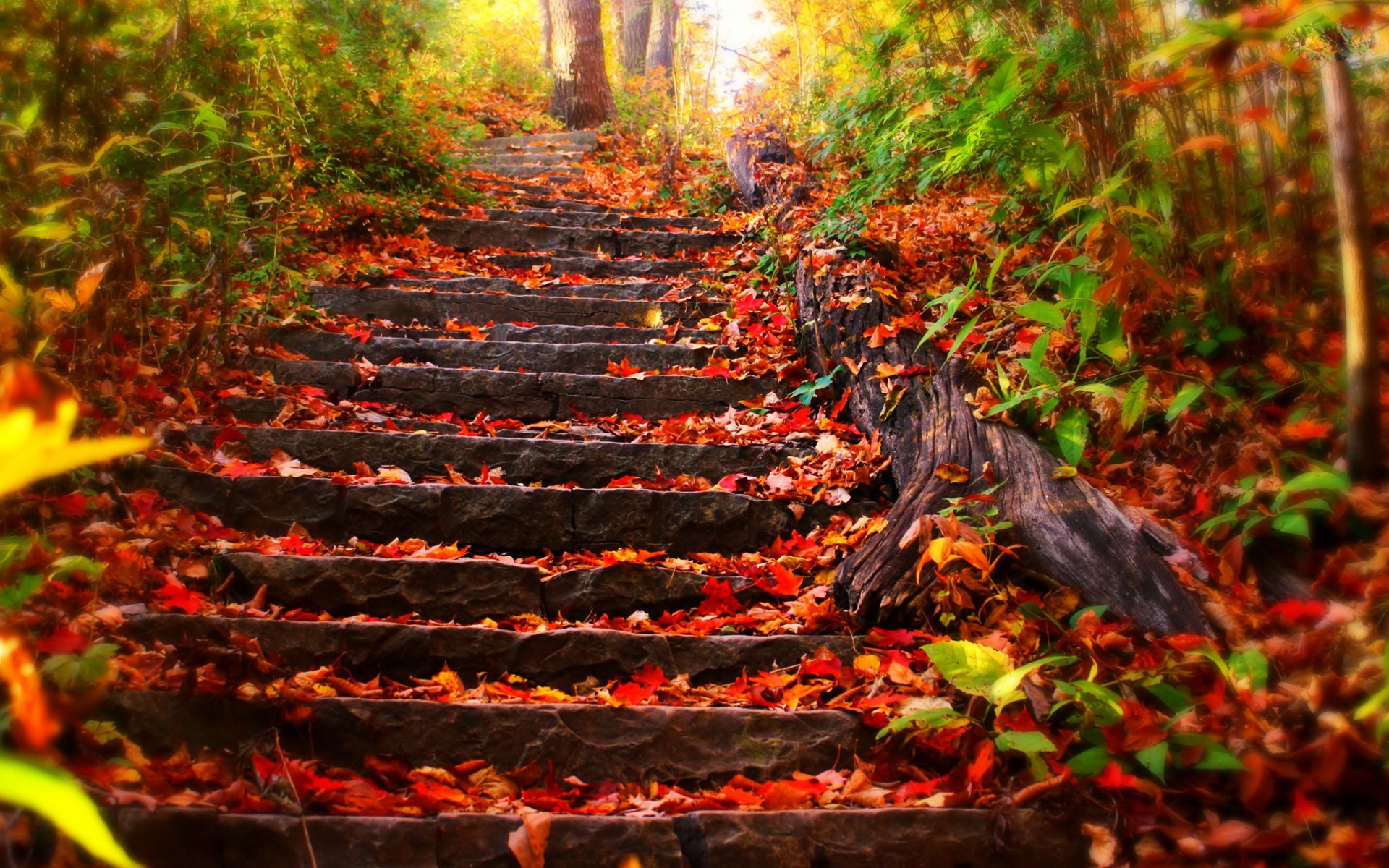 HD desktop wallpaper: Leaf, Stairs, Man Made download free picture #619026