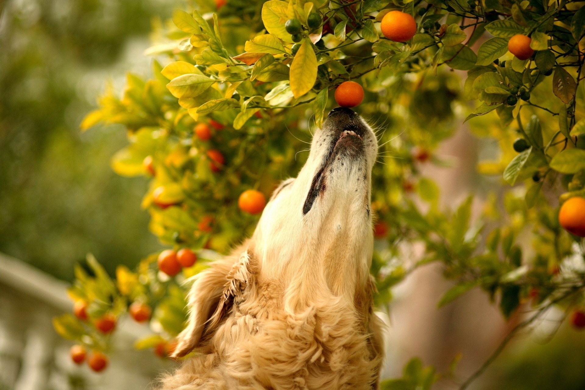 animals, tangerines, dog, muzzle, branch, curiosity