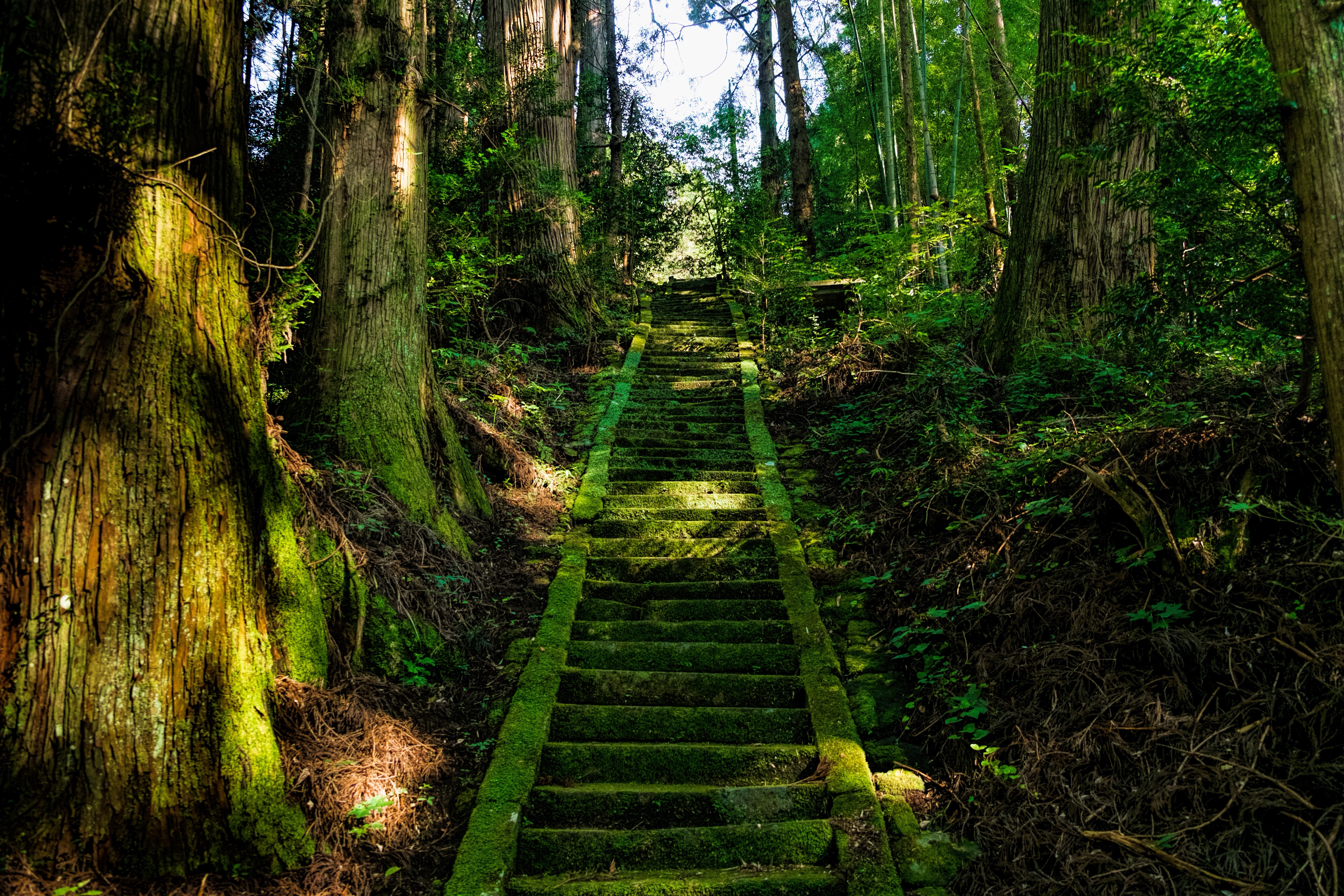 japan, stairs, nature, trees, ladder, moss iphone wallpaper