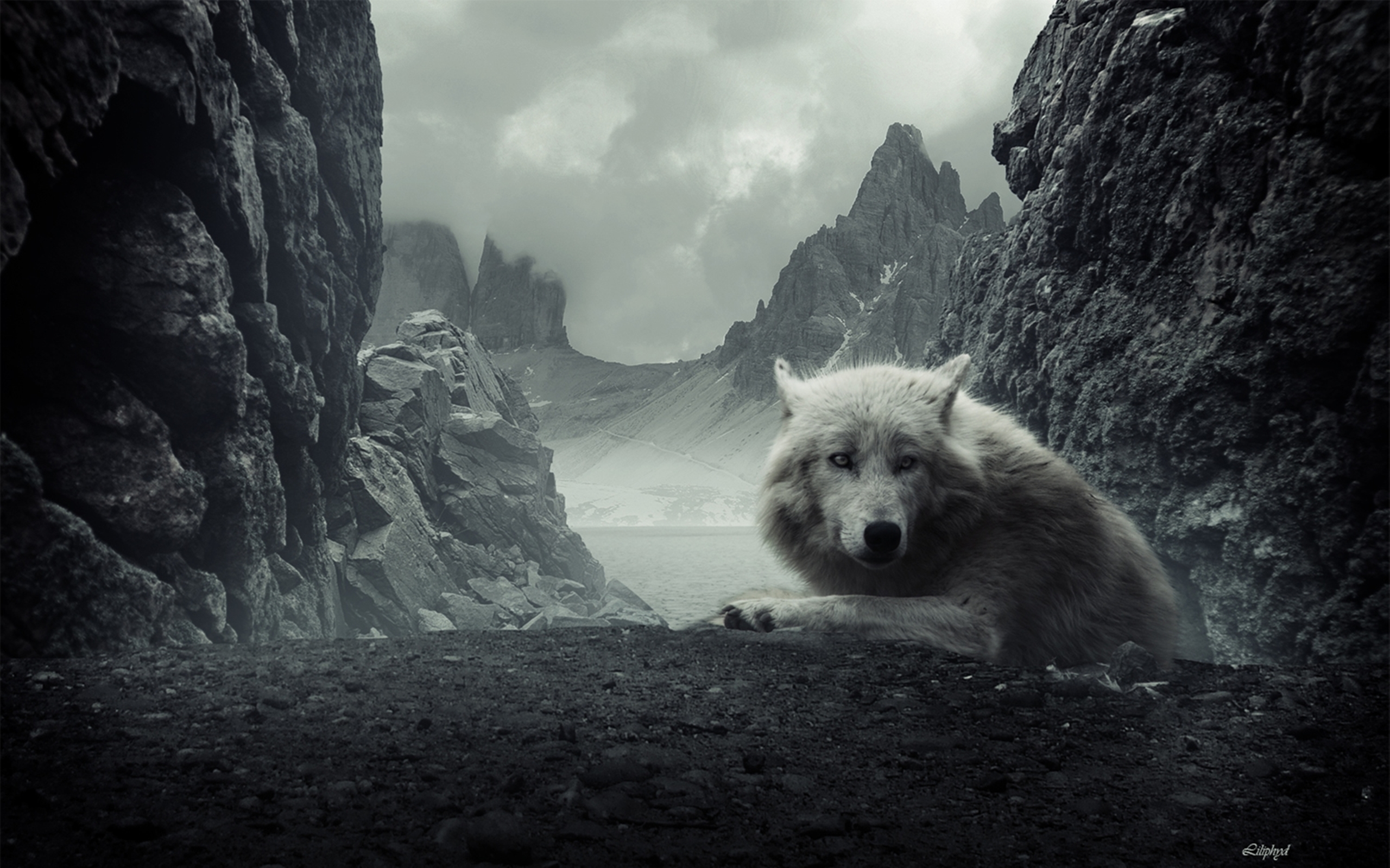mountain, animal, wolf, white wolf, wolves Aesthetic wallpaper