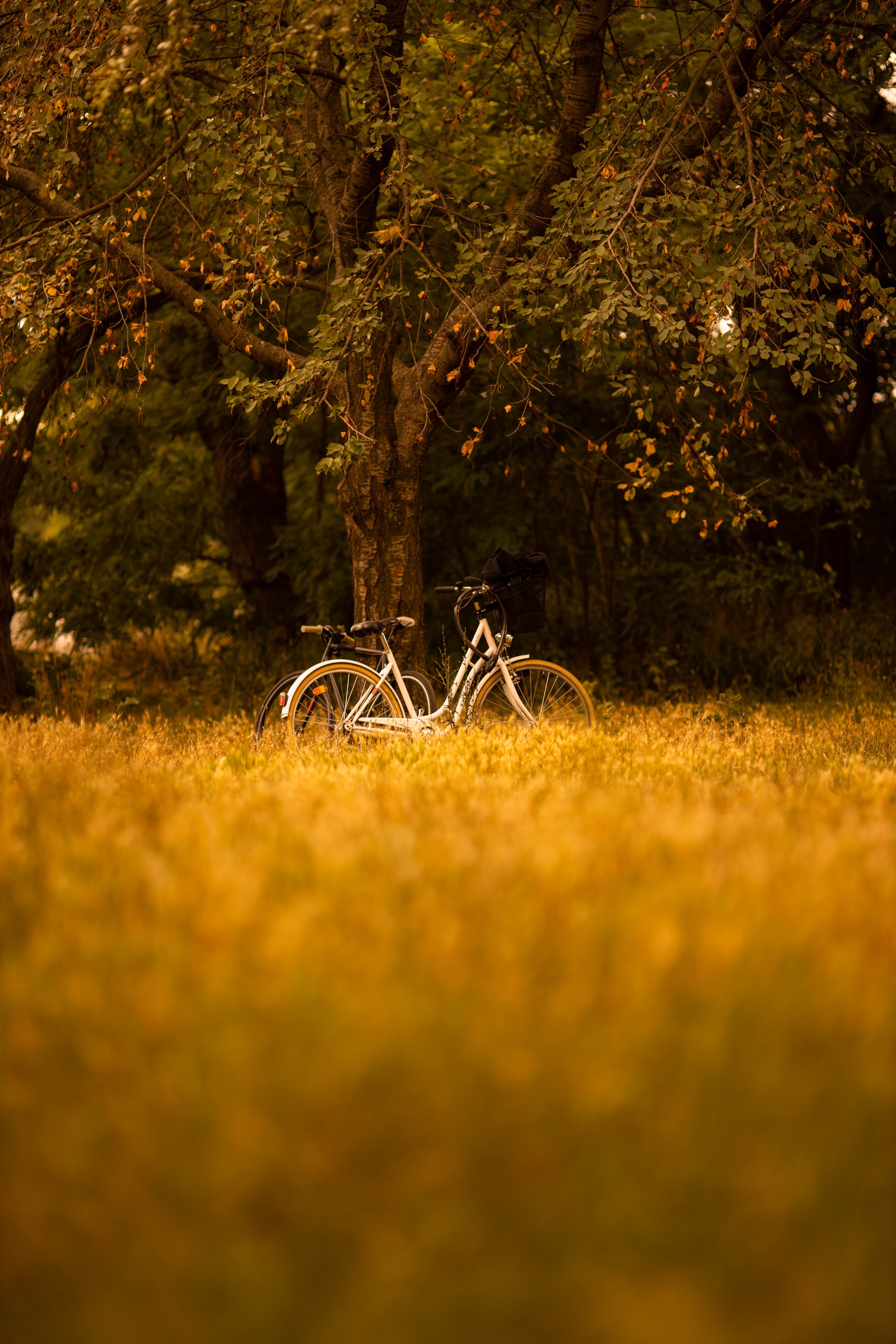 144572 download wallpaper transport, trees, miscellanea, miscellaneous, forest, bicycle screensavers and pictures for free