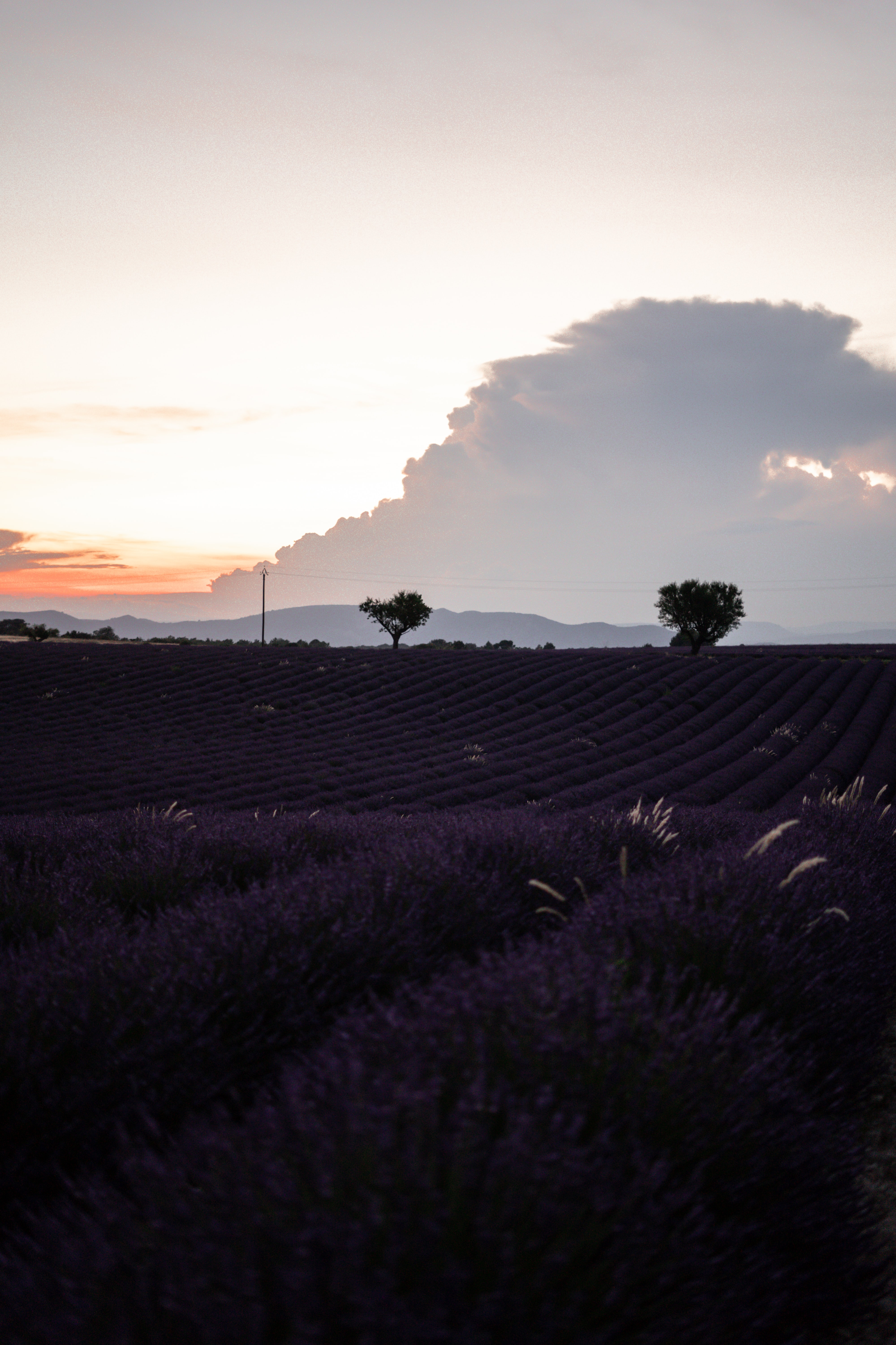 lavender, nature, flowers, twilight, field, dusk, evening