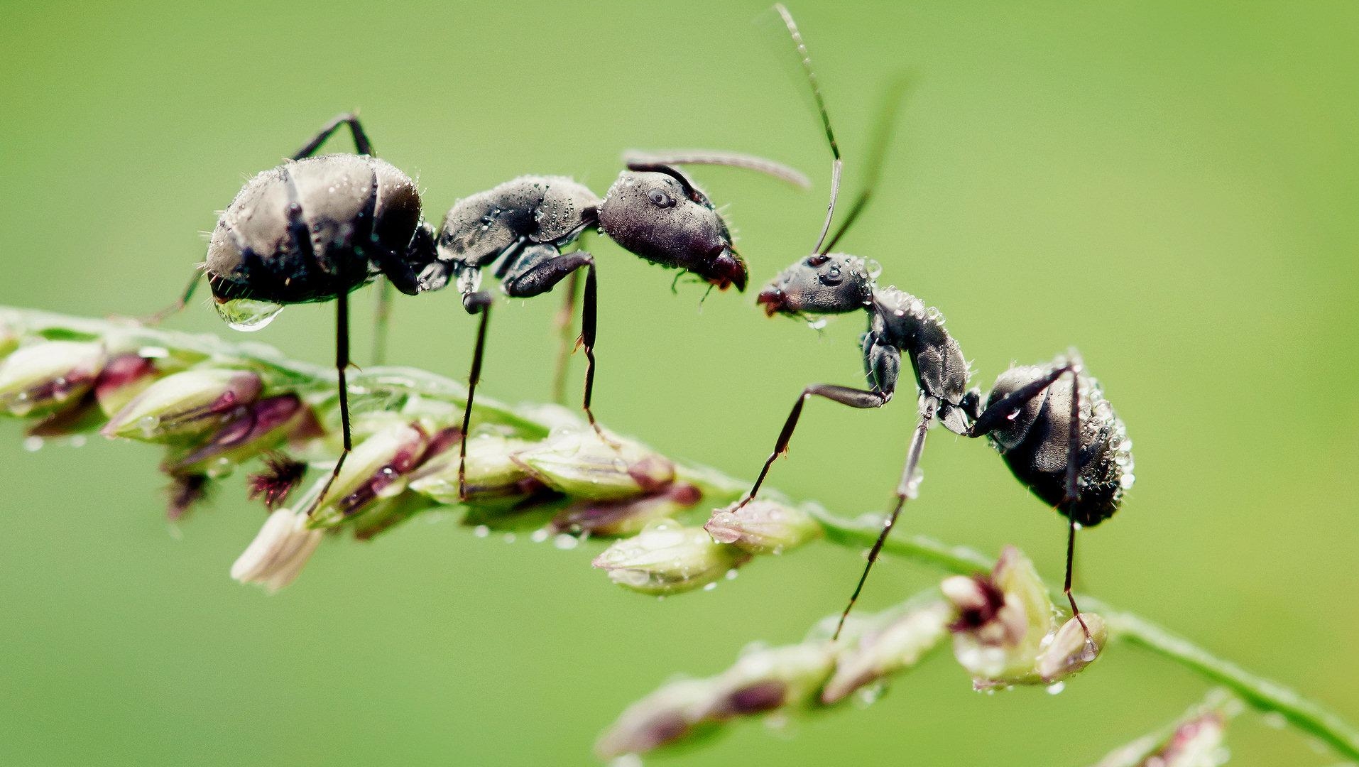 1491285 免費下載壁紙 动物, 蚂蚁, 昆虫, 宏 屏保和圖片