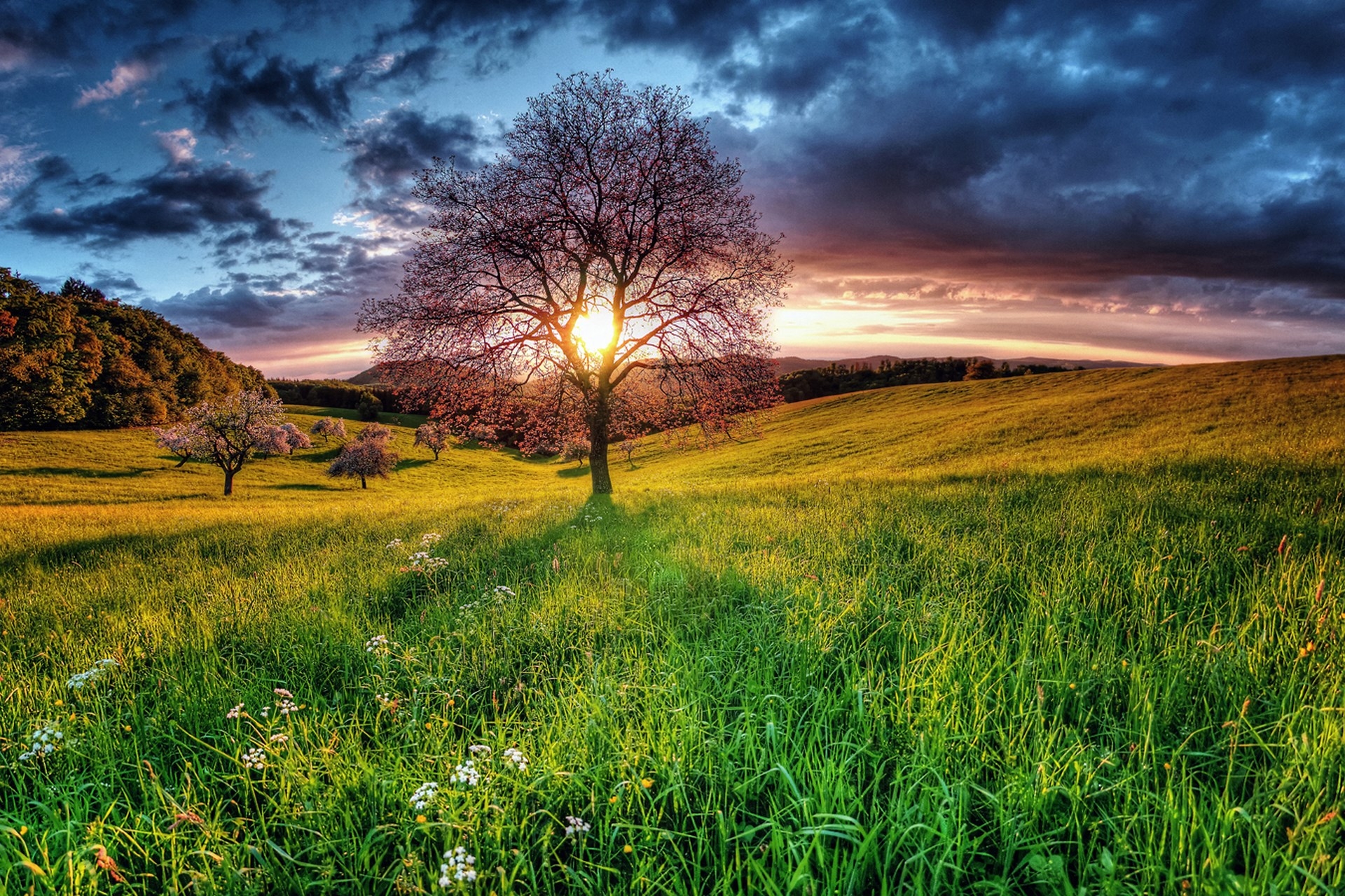 sunset, sky, wood, nature, landscape, field, tree download HD wallpaper