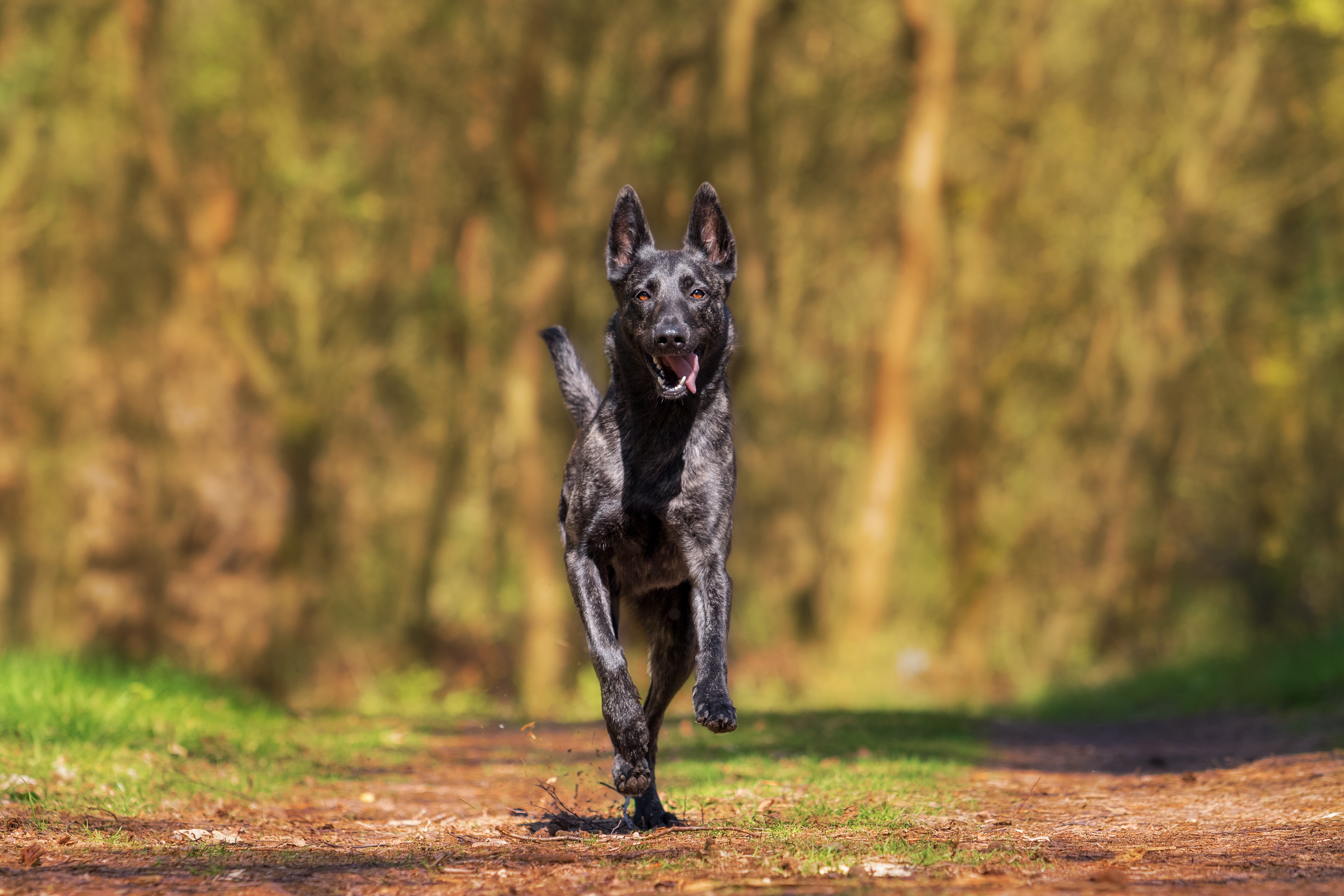 Dog is running. Хердер голландская овчарка. Бельгийская овчарка малинуа. Голландская овчарка малинуа.