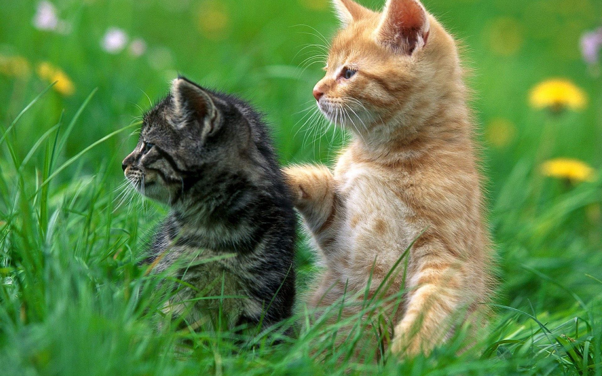 Kittens couple, grass, attentiveness, mindfulness 4k Wallpaper