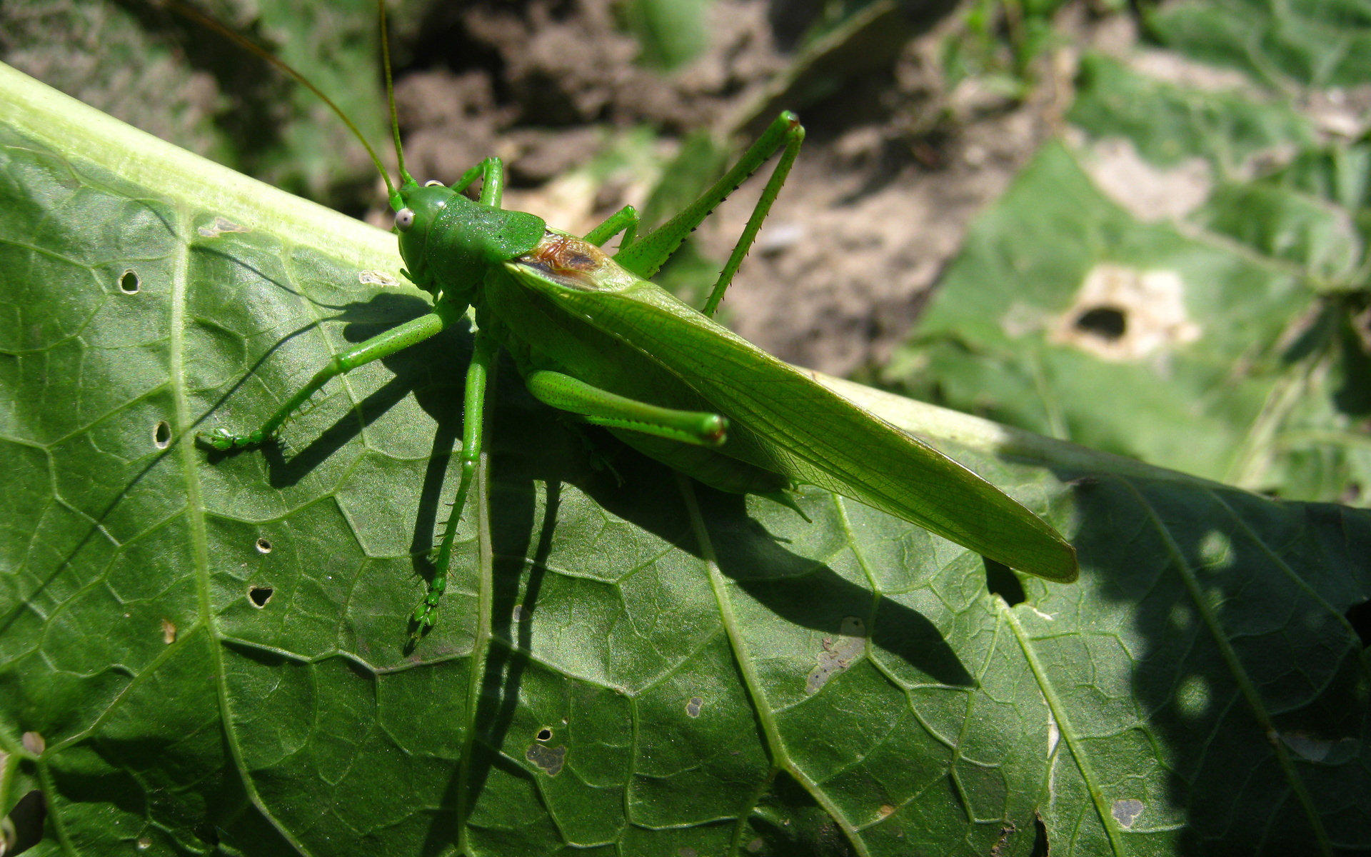 animal, grasshopper