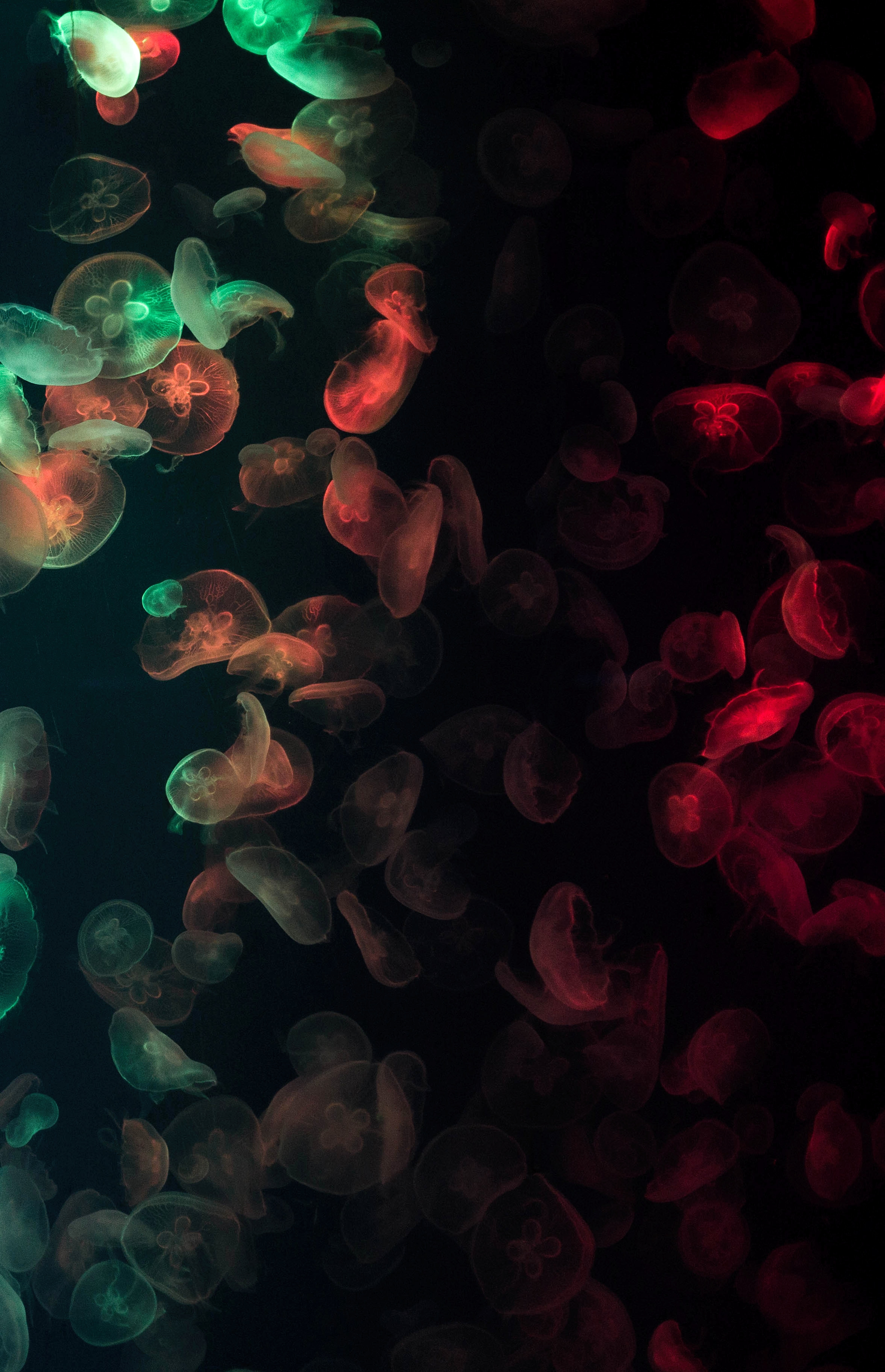 Laden Sie das Jellyfish, Dunkel, Mehrfarbig, Motley, Glühen, Glow, Unterwasser, Klasse-Bild kostenlos auf Ihren PC-Desktop herunter