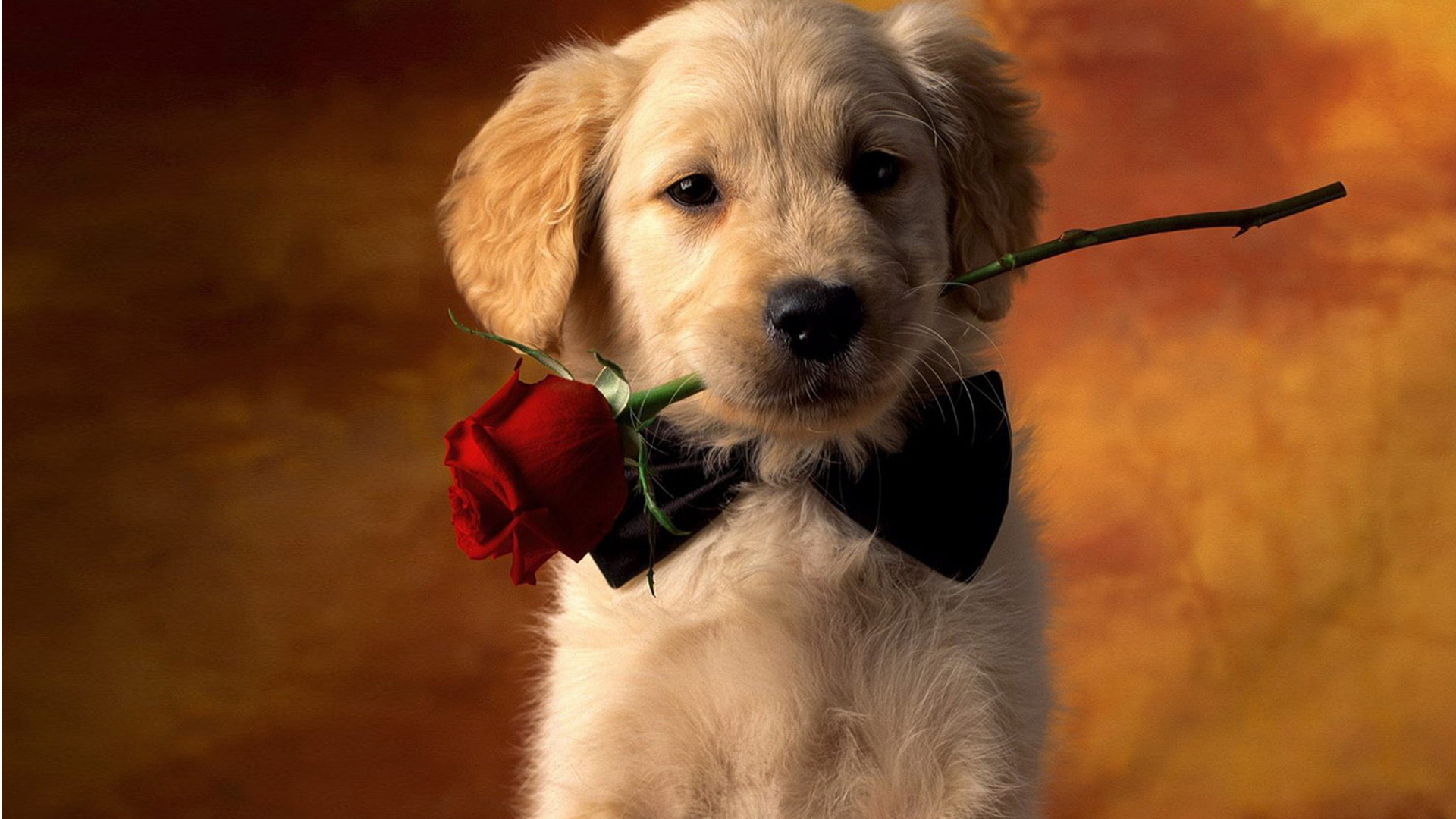 Laden Sie das Hunde, Feiertage, Tiere, Roses-Bild kostenlos auf Ihren PC-Desktop herunter