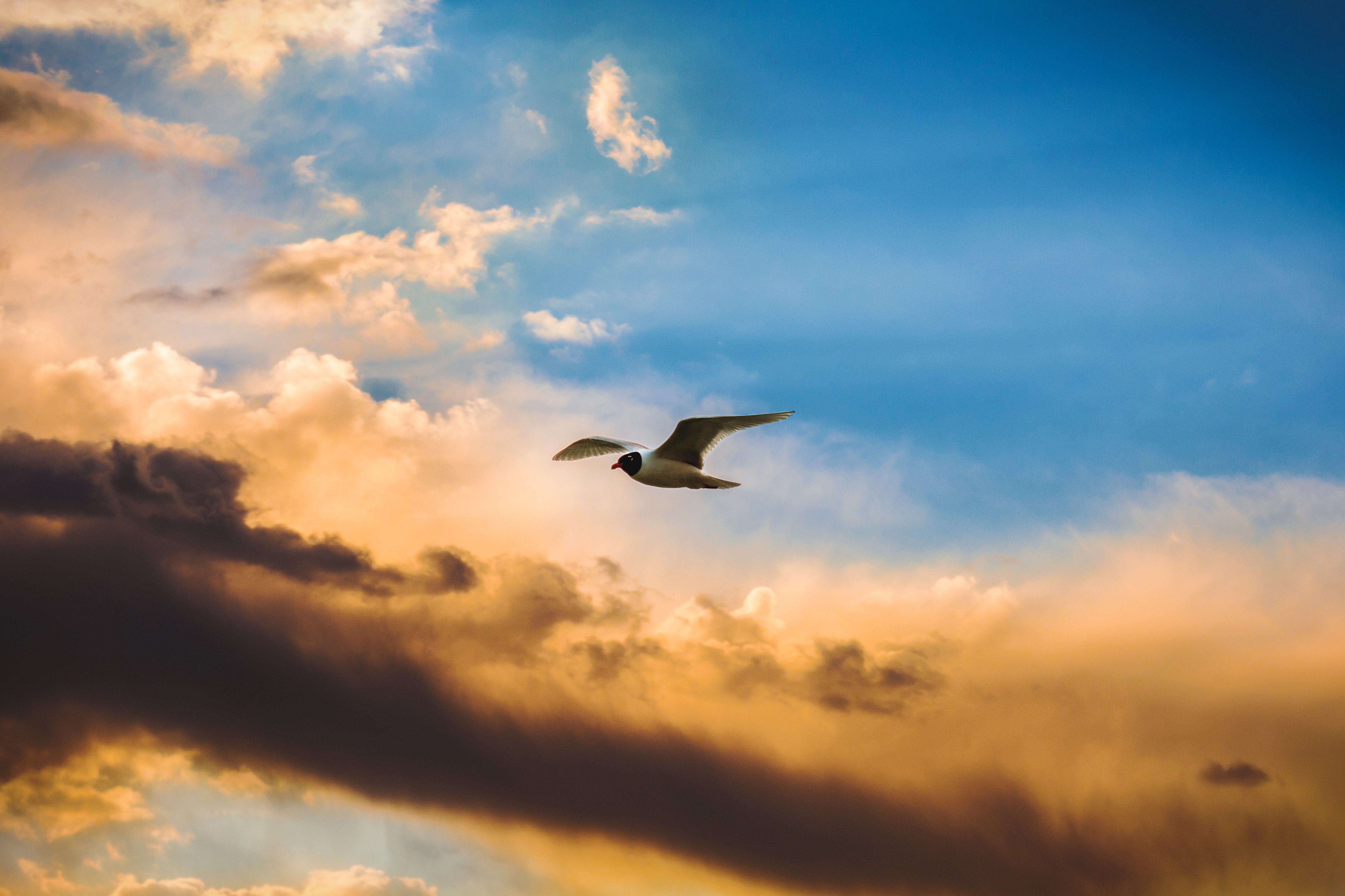 154738 download wallpaper animals, sky, clouds, bird, flight screensavers and pictures for free