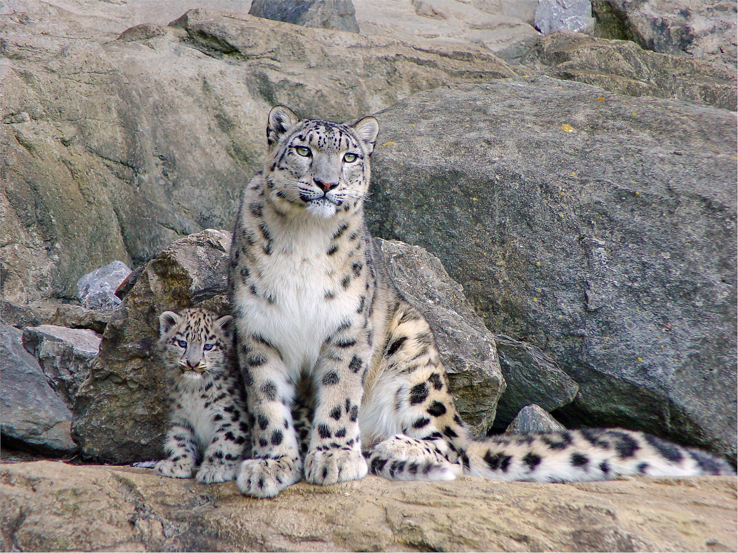 Popular Snow Leopards Image for Phone