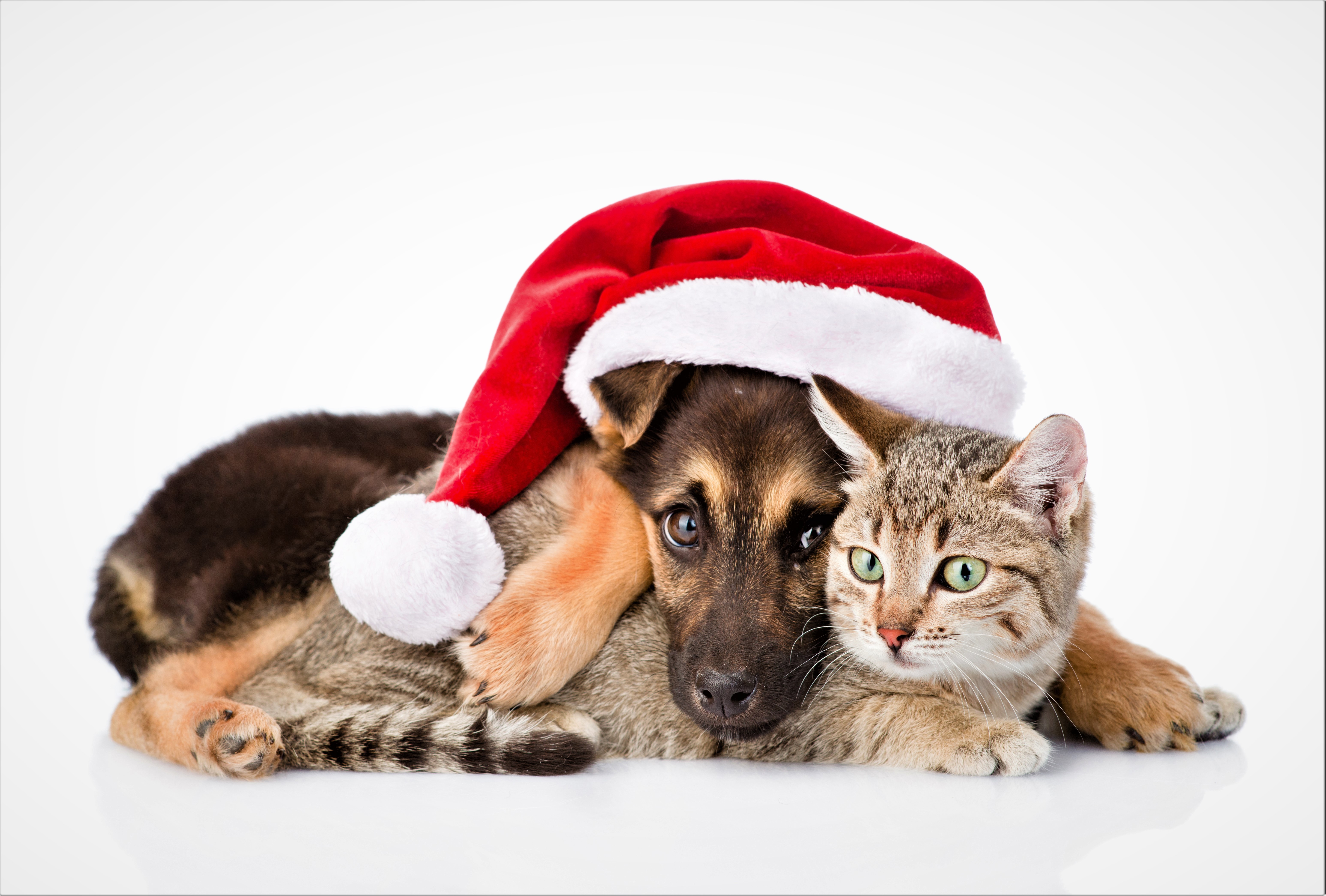 HD desktop wallpaper: Love, Cat, Dog, Animal, Puppy, Cute, Friend, Baby  Animal, Santa Hat, Cat & Dog download free picture #875953