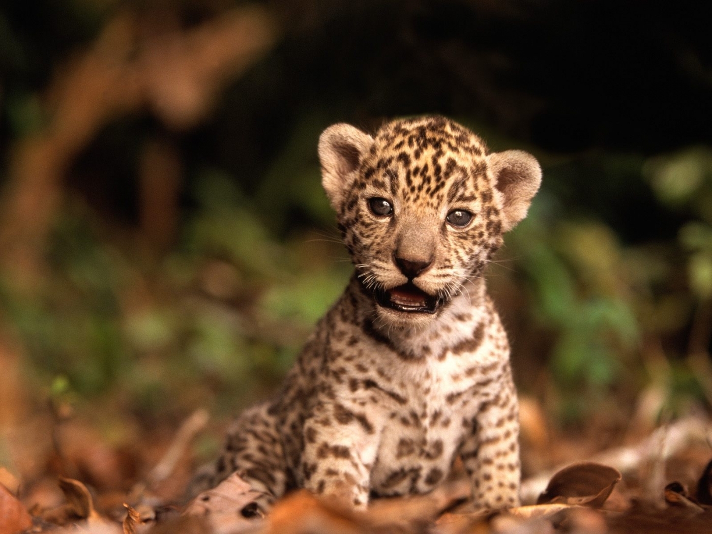 27161 Bild herunterladen tiere, leopards, orange - Hintergrundbilder und Bildschirmschoner kostenlos