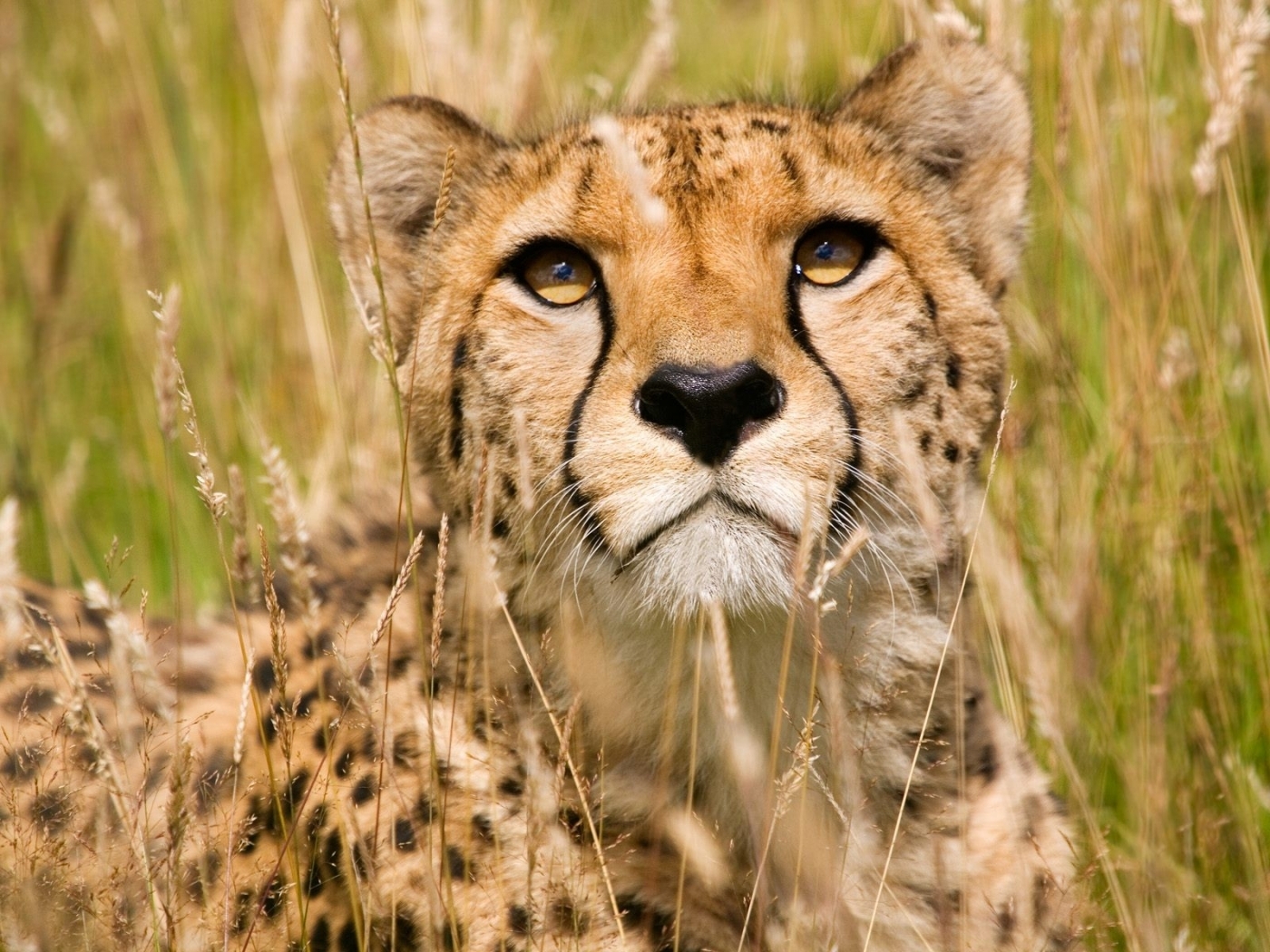 39516 Bildschirmschoner und Hintergrundbilder Geparden auf Ihrem Telefon. Laden Sie tiere, geparden, orange Bilder kostenlos herunter