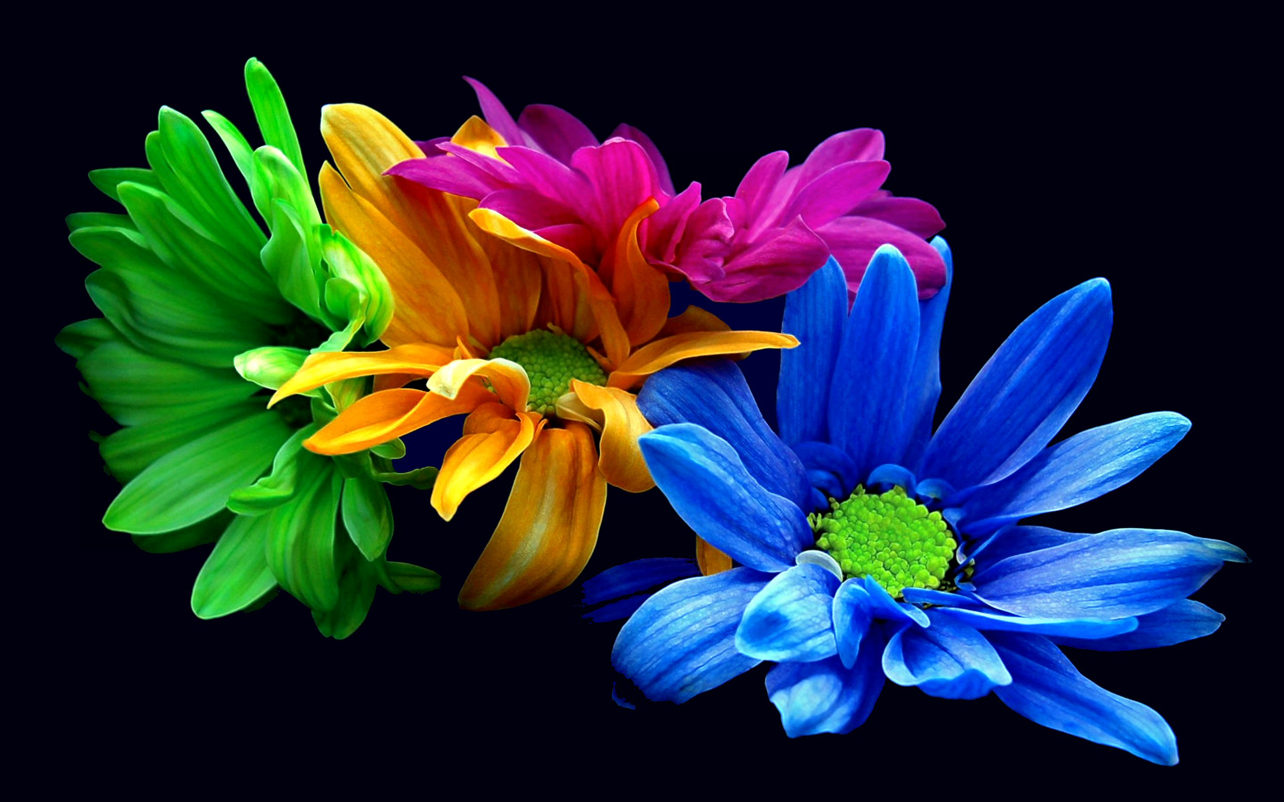 264617壁紙のダウンロード紫色の花, 花, フラワーズ, 地球, 青い花, カラフル, 花弁, 黄色い花-スクリーンセーバーと写真を無料で