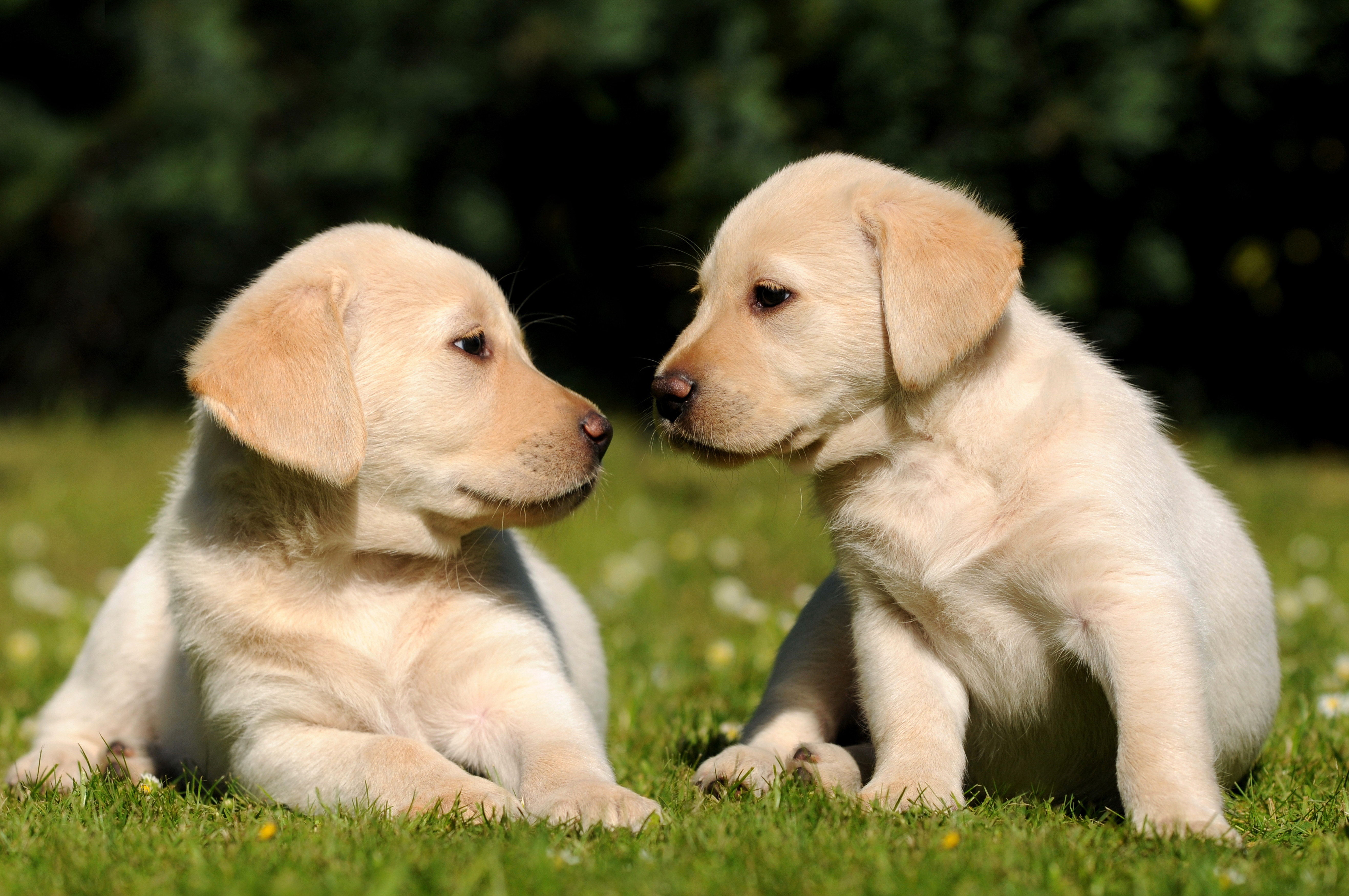 137206 Screensavers and Wallpapers Puppies for phone. Download animals, grass, puppies, brothers pictures for free