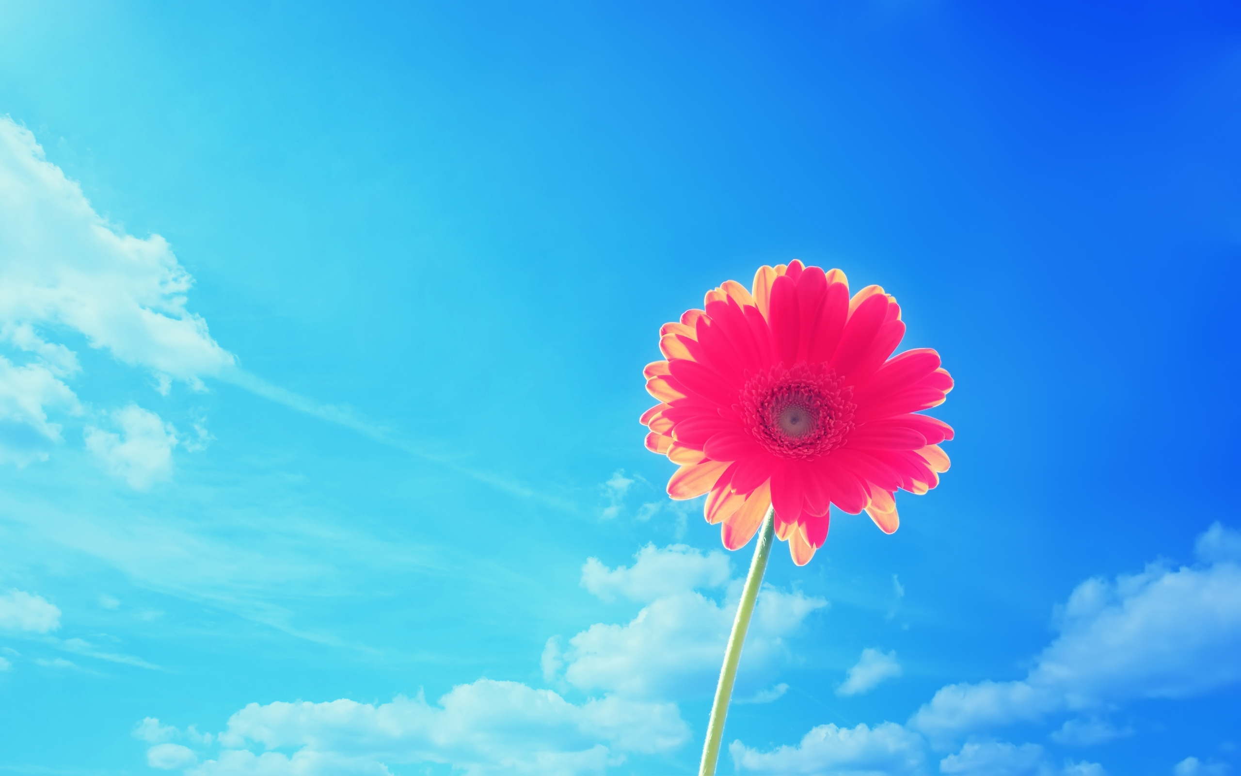  Flower HD Android Wallpapers