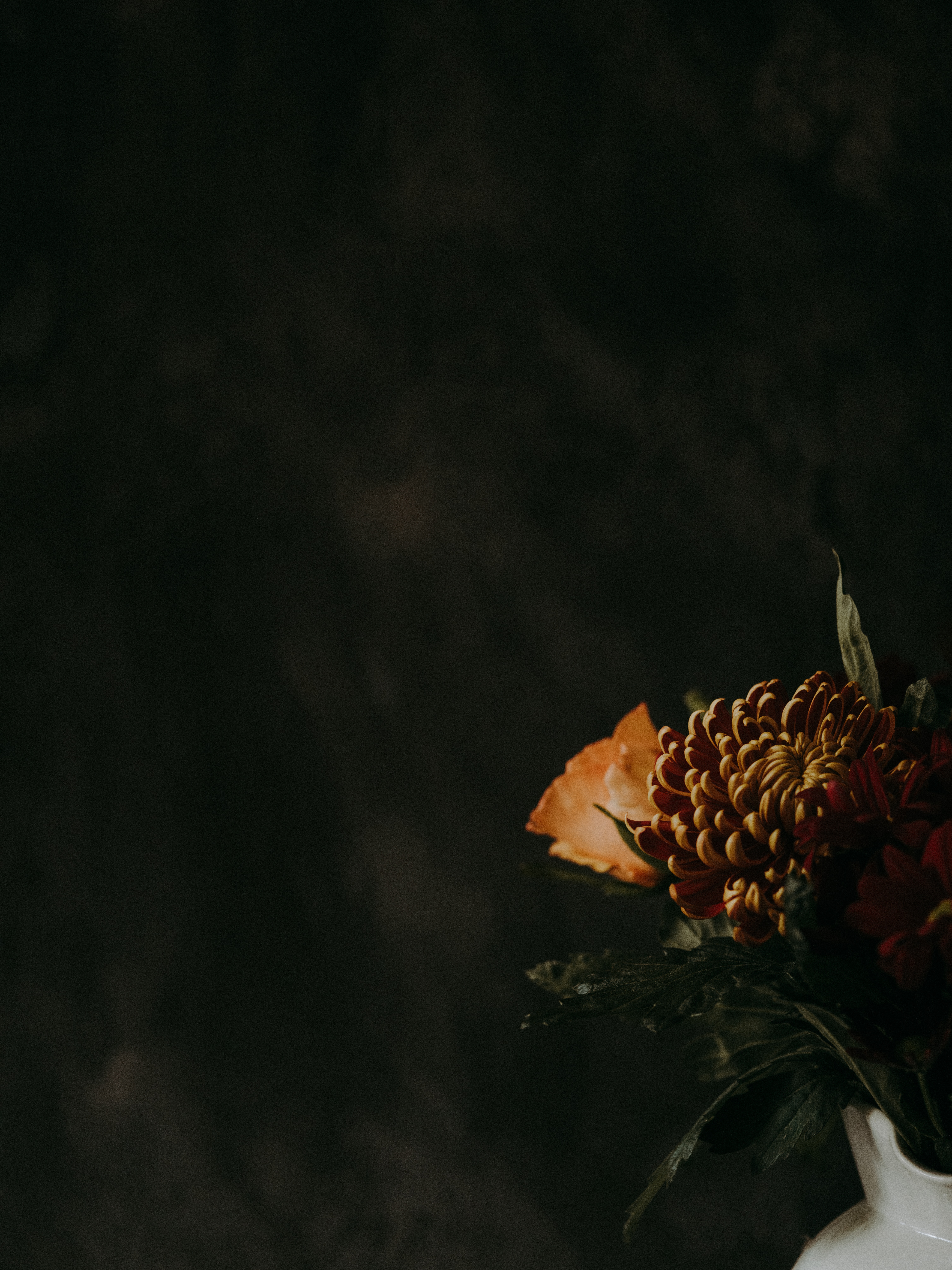 chrysanthemum, dark, flowers, flower, brown HD wallpaper