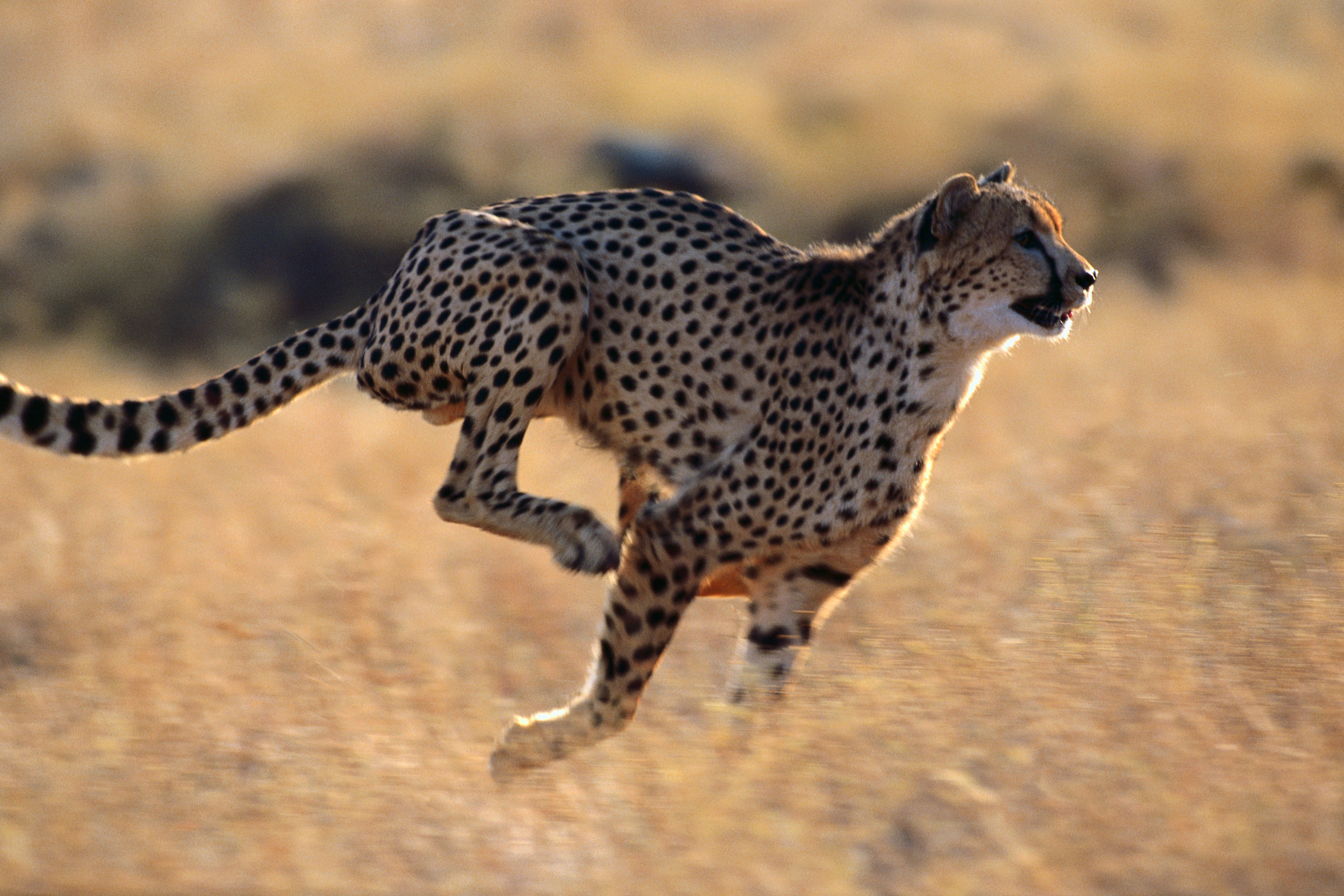 Cheetah (гепард)