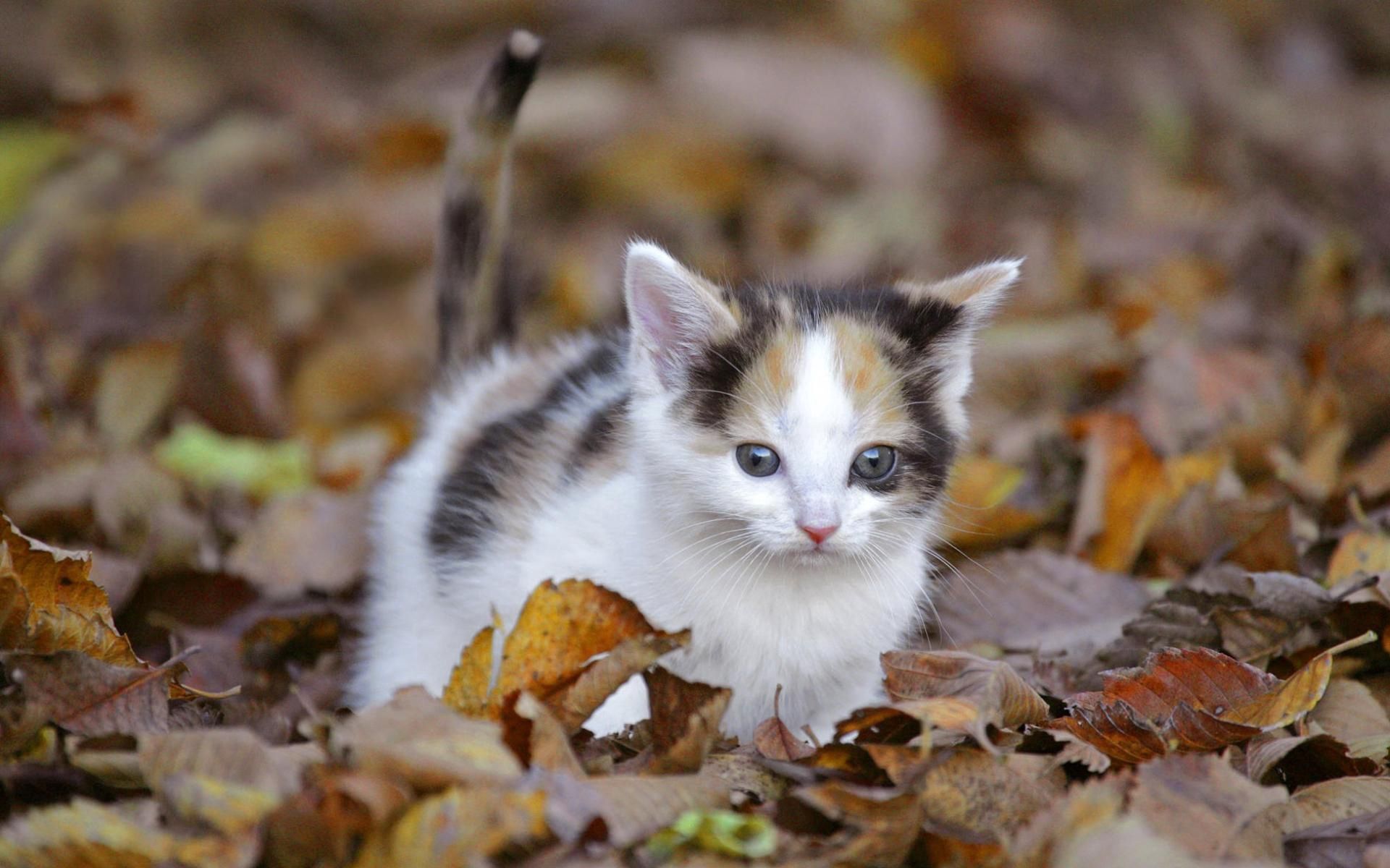 desktop Images kitty, animals, autumn, kitten, foliage, climb, funky, frigh...