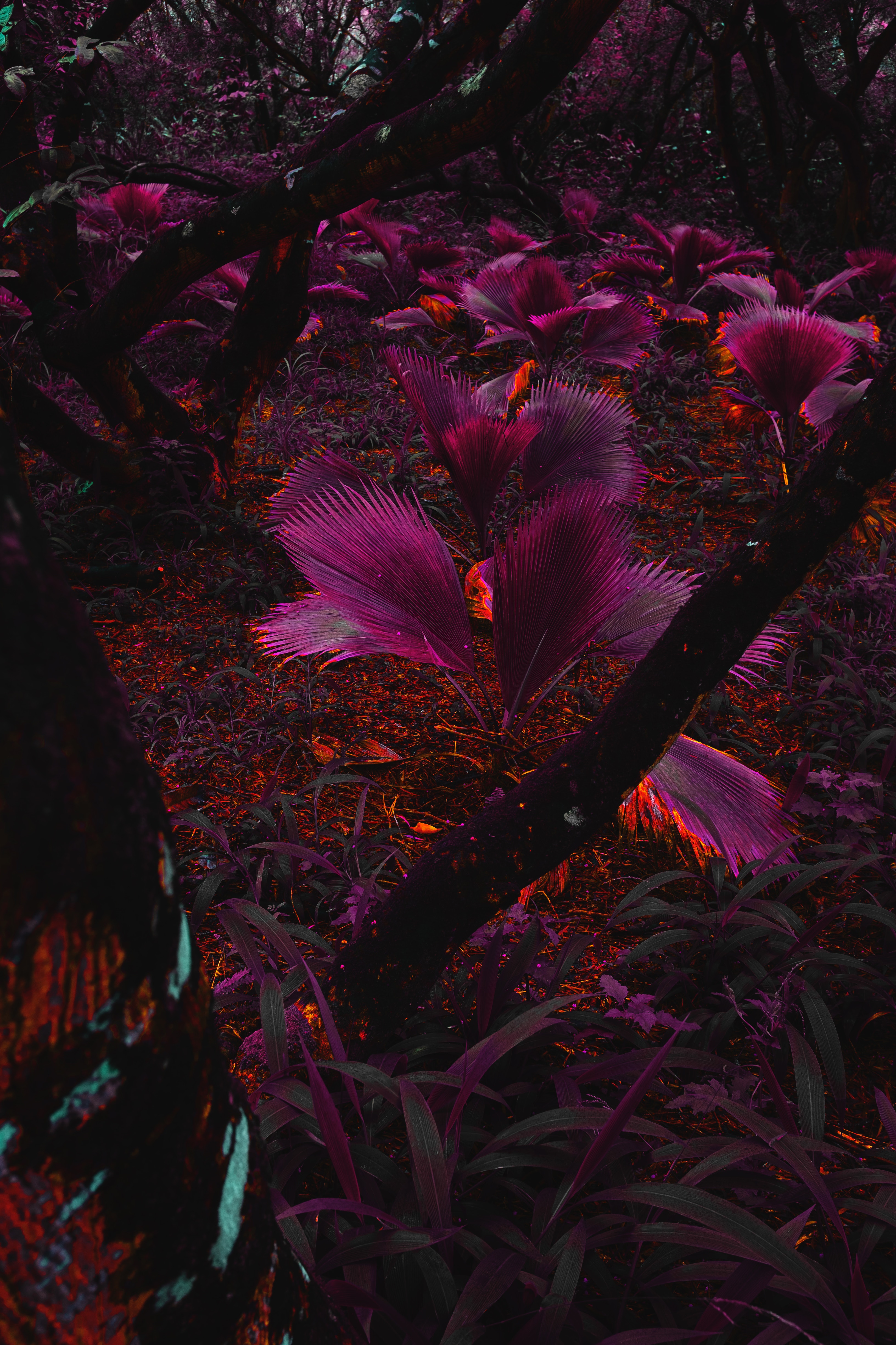 51560 Hintergrundbilder und Dschungel Bilder auf dem Desktop. Laden Sie lila, pflanze, violett, blätter Bildschirmschoner kostenlos auf den PC herunter