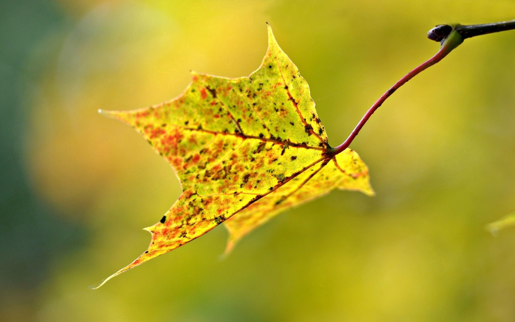 Leaf blur, smooth, autumn, sheet Lock Screen