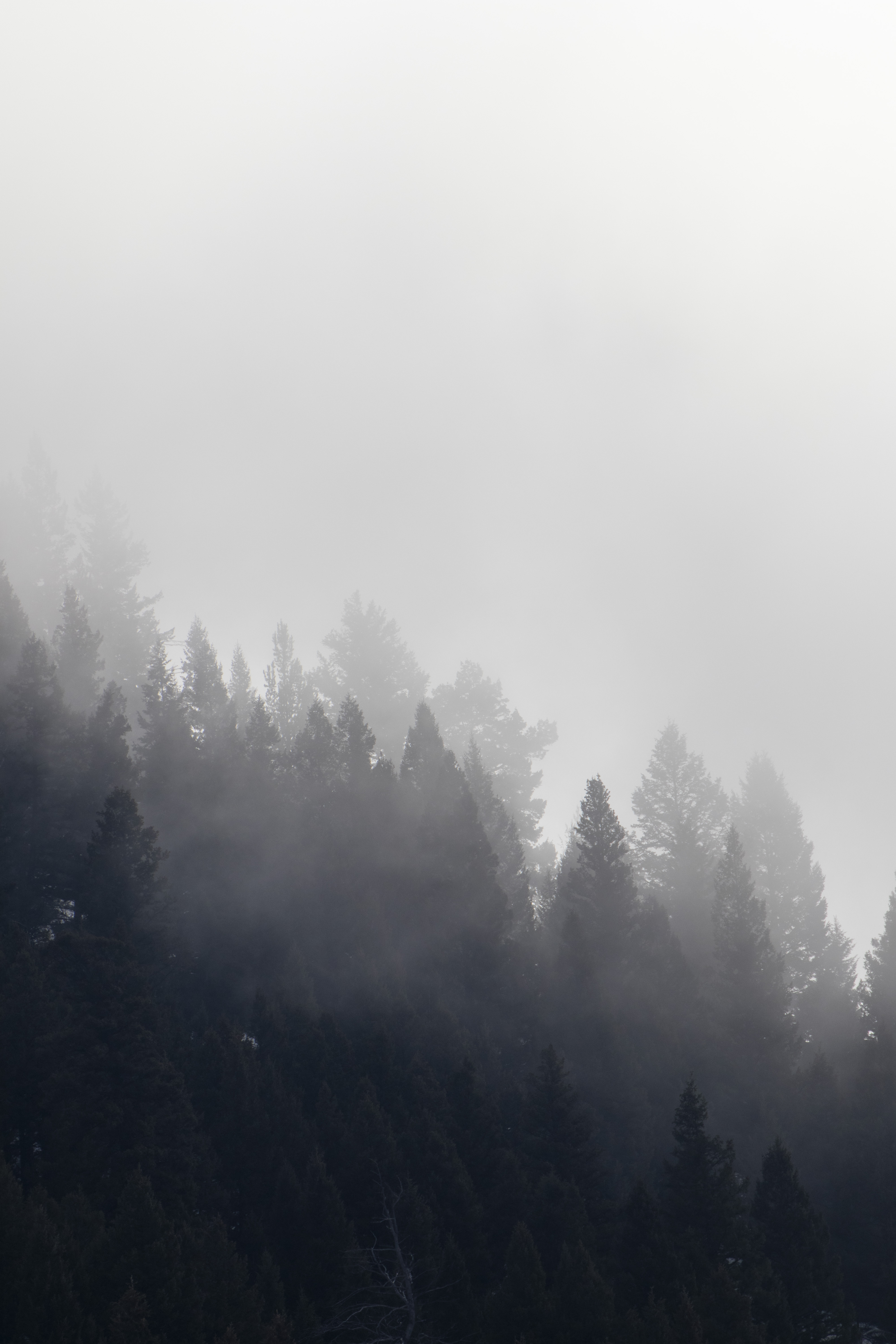 74308 Bild herunterladen natur, bäume, wald, nebel, wolke, cloud - Hintergrundbilder und Bildschirmschoner kostenlos