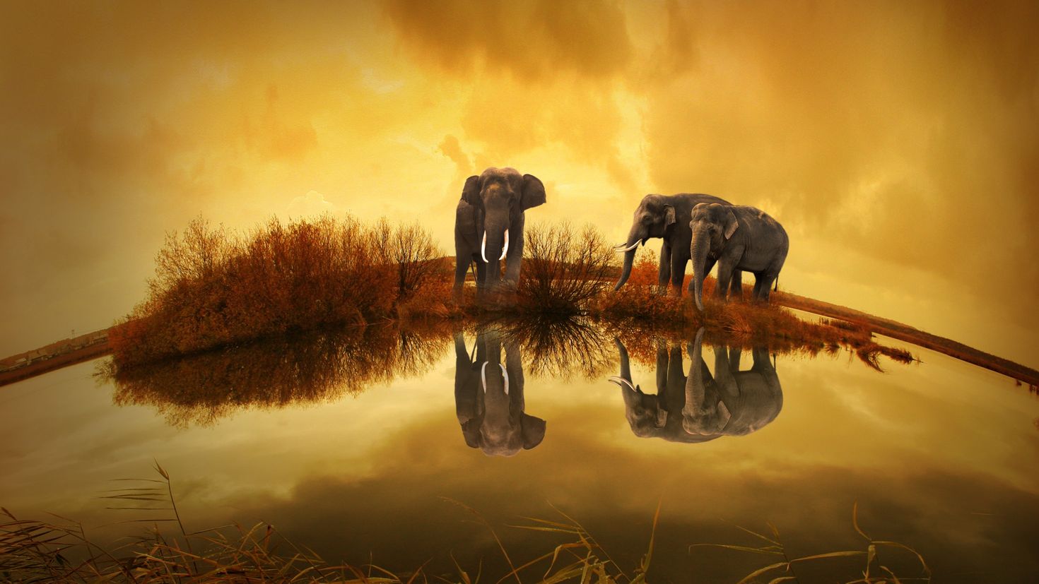 Слоны на фоне заката