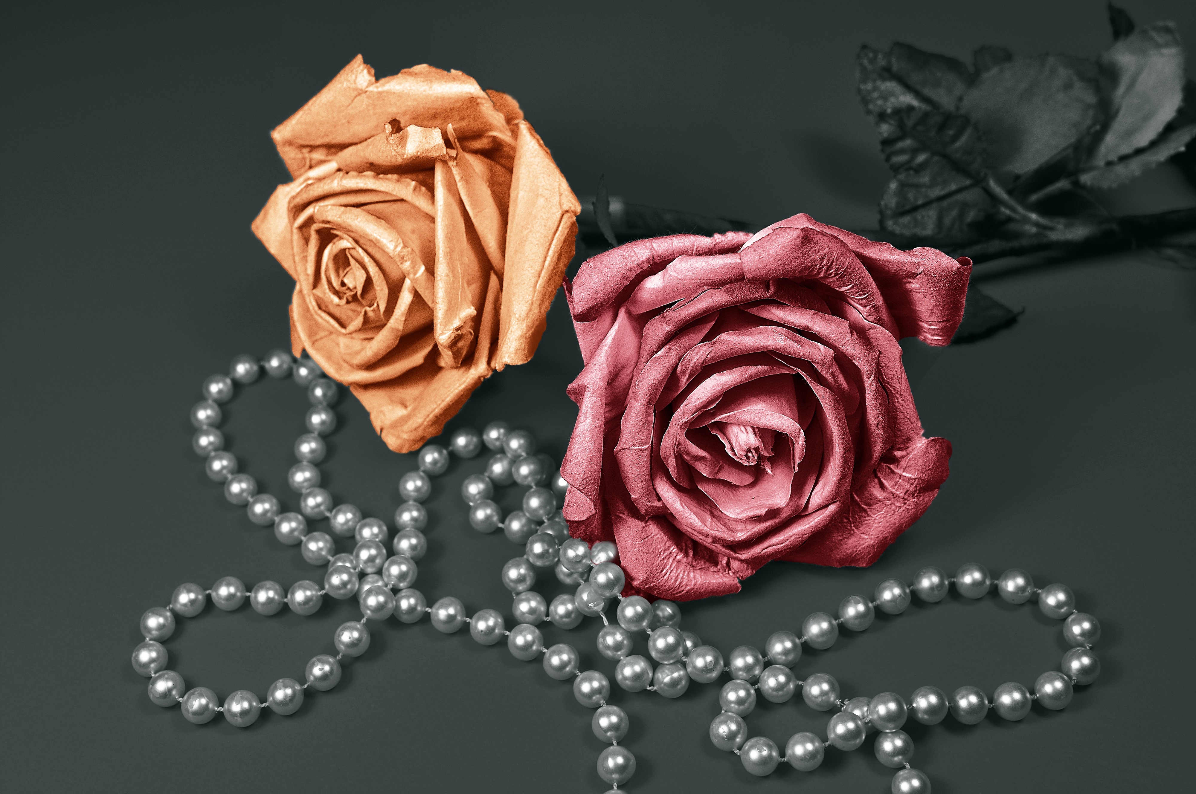 Handy-Wallpaper Blumen, Dekoration, Rose, Perlen kostenlos herunterladen.