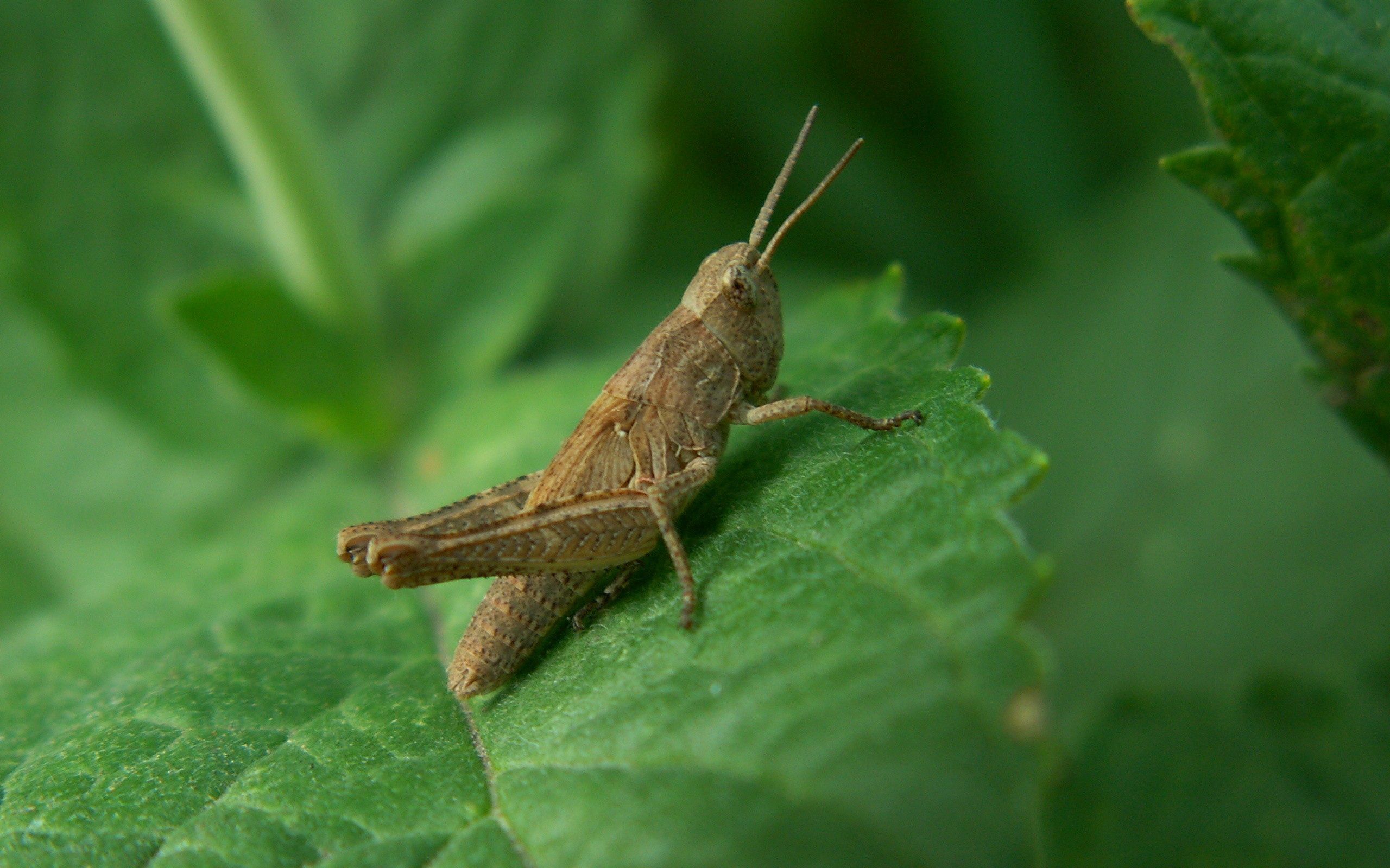 grasshopper, grass, leaves Image for desktop