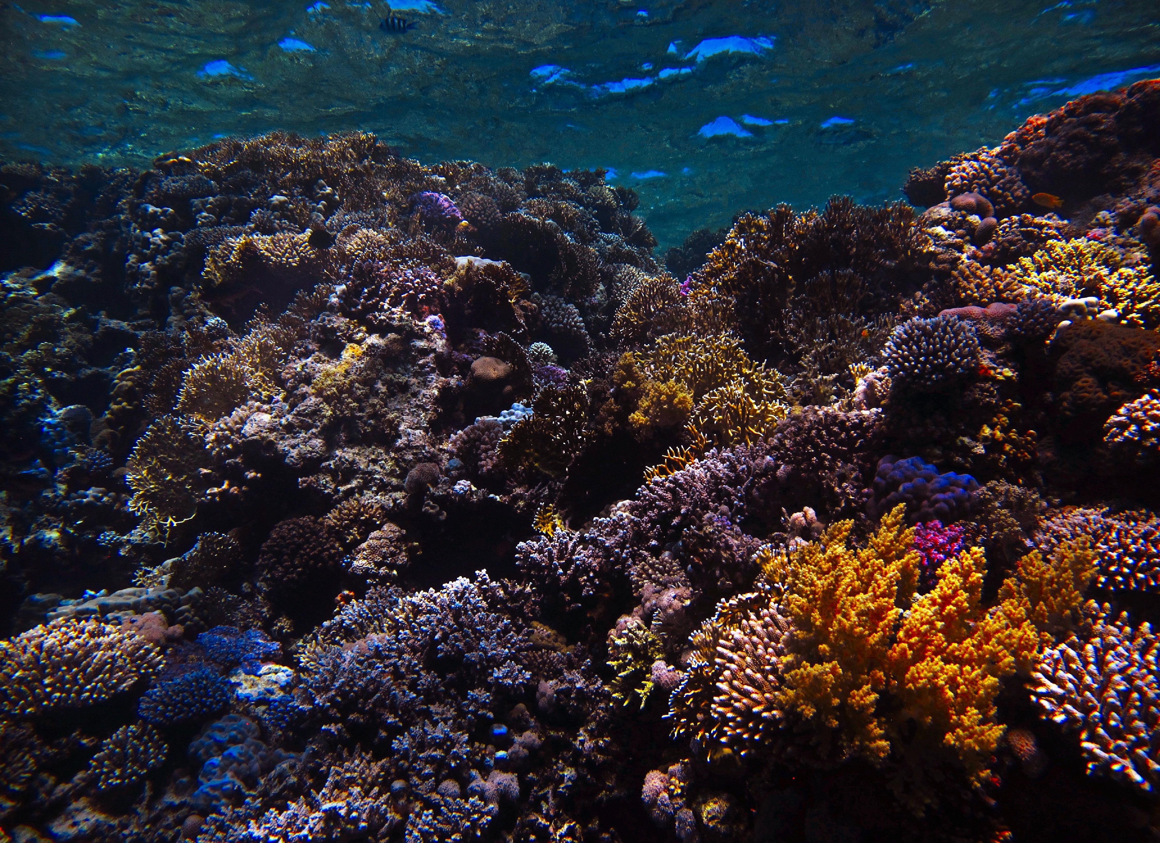 119677 Bildschirmschoner und Hintergrundbilder Reef auf Ihrem Telefon. Laden Sie natur, nautisch, maritim, riff Bilder kostenlos herunter