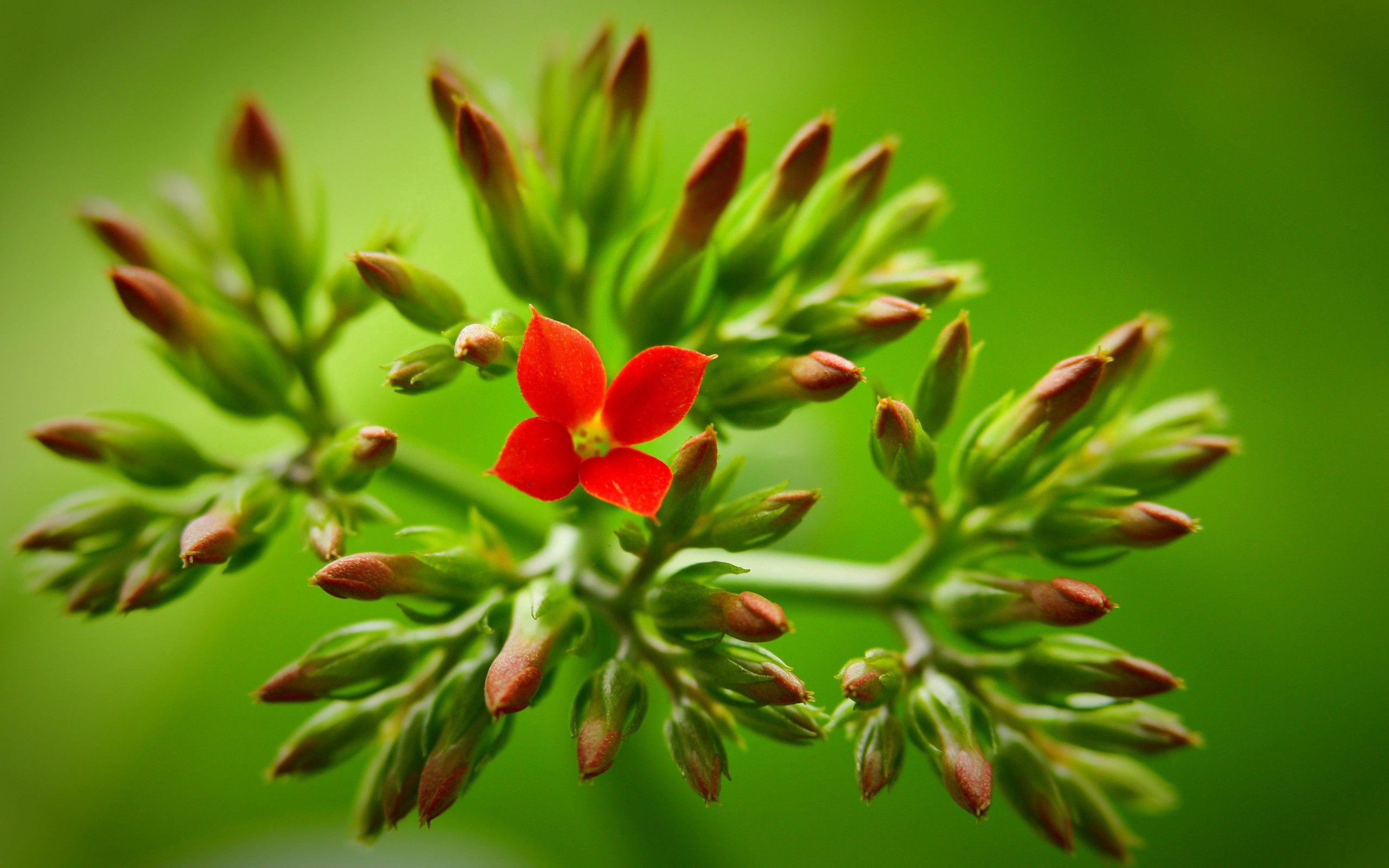 stem, flower, plant, macro Lock Screen Images