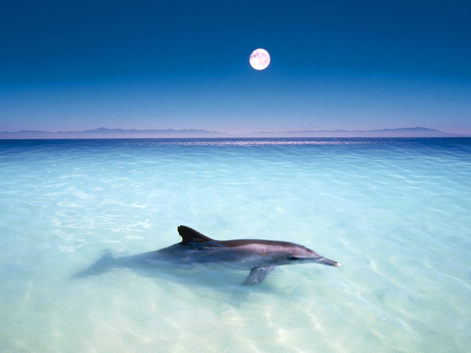 Дельфины море солнце