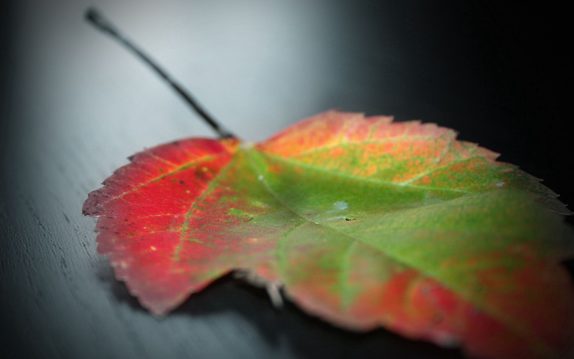 spots, stains, leaf, macro Square Wallpapers