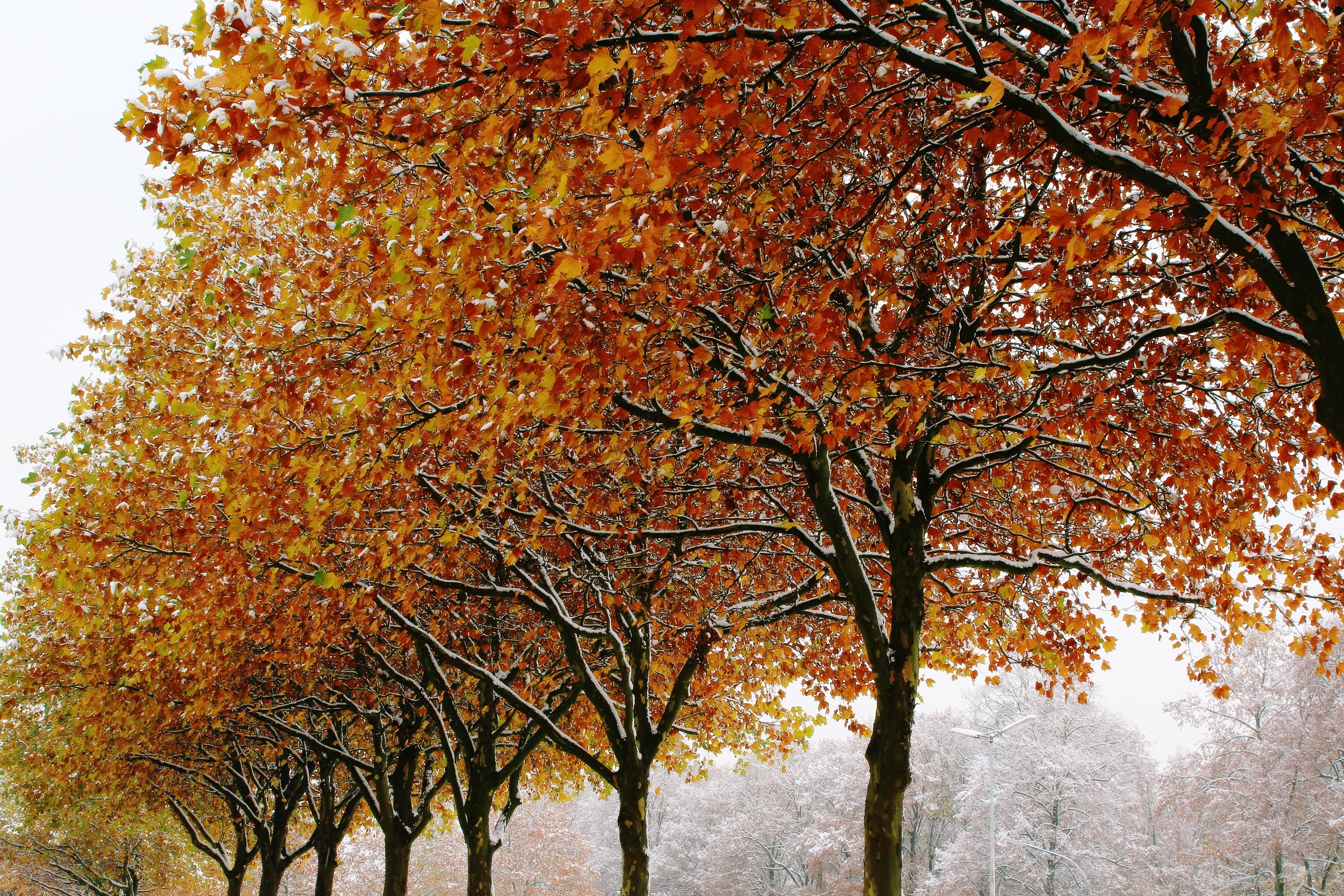 Handy-Wallpaper Winter, Natur, Bäume, Herbst, Laub kostenlos herunterladen.