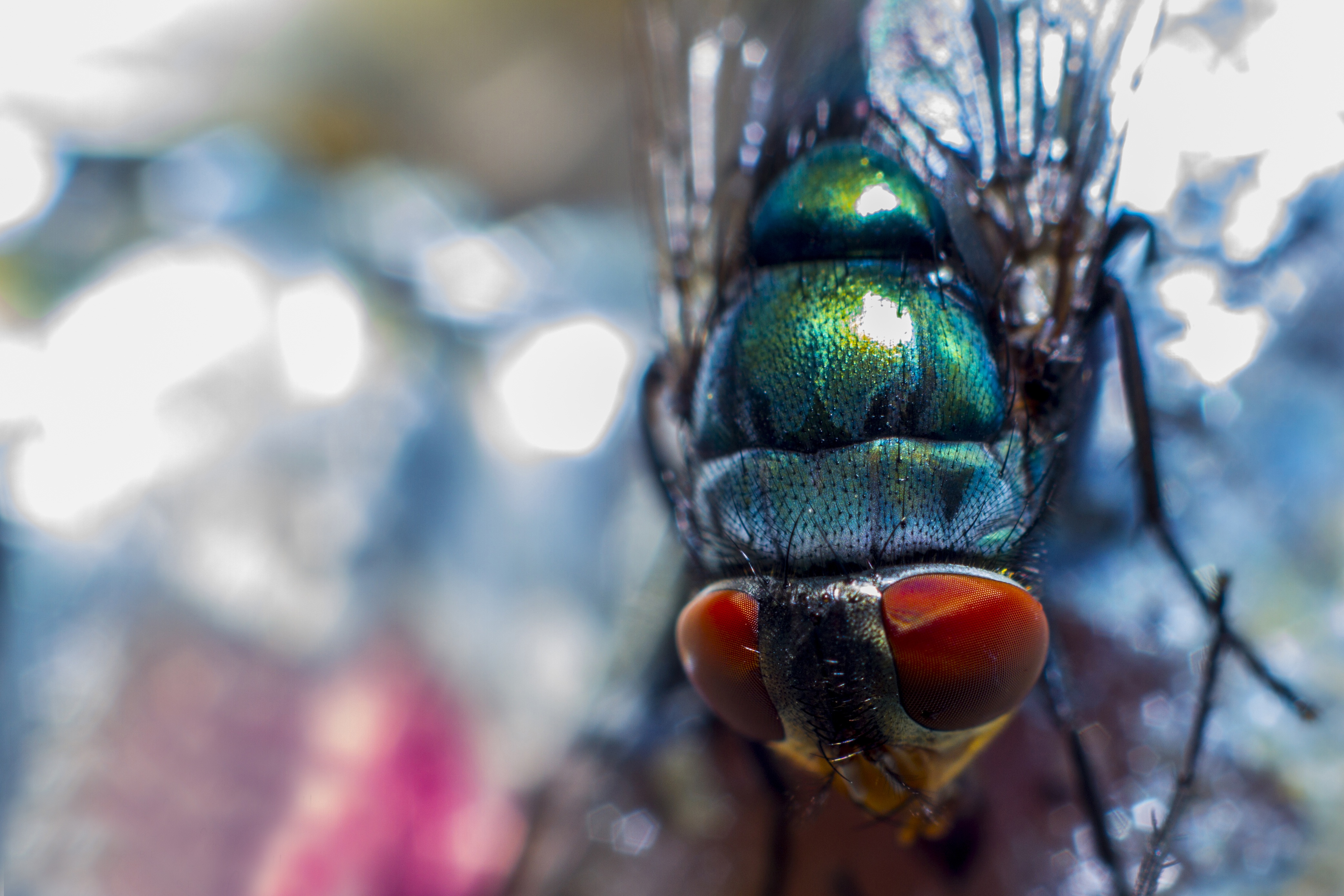 Laden Sie das Fliegen, Makro, Augen, Nahaufnahme, Insekt, Fliege-Bild kostenlos auf Ihren PC-Desktop herunter
