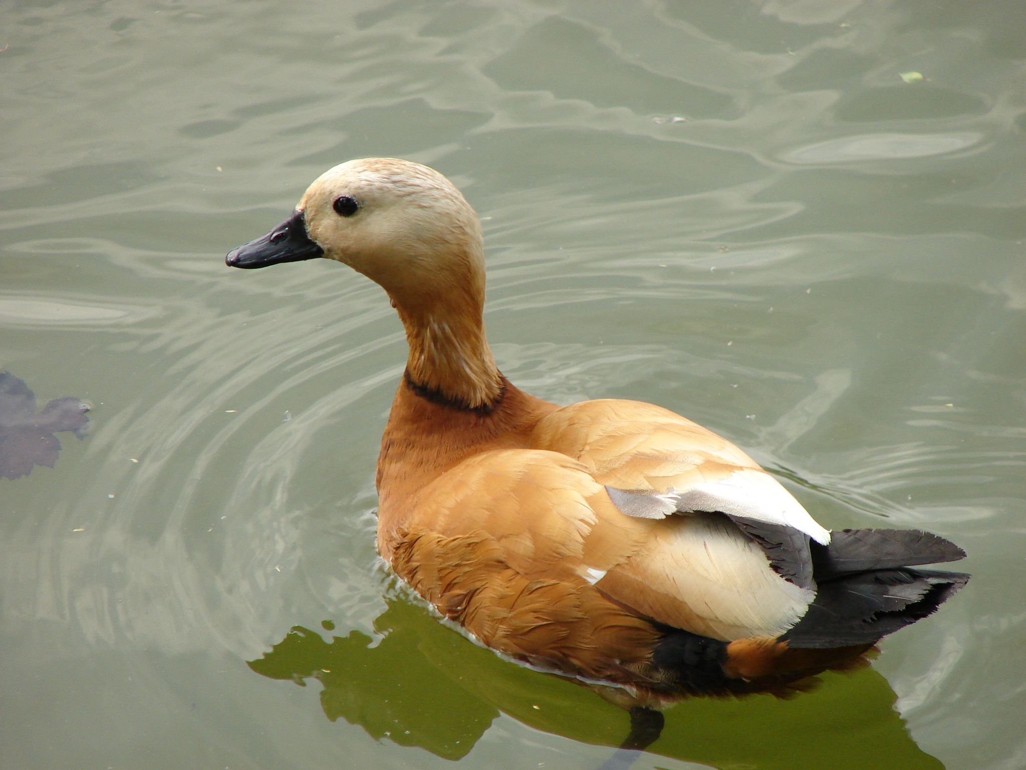 Free HD animals, feather, lake, bird, duck, to swim, swim
