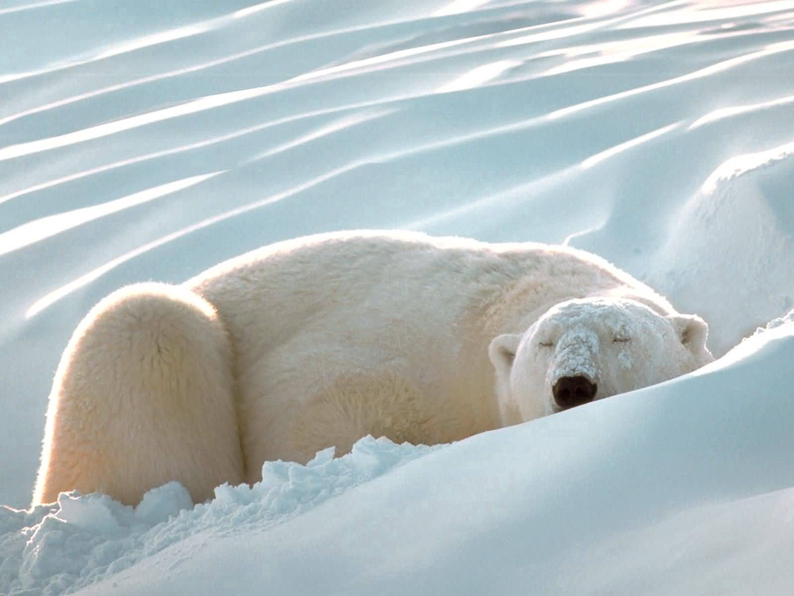 animals, snow, fat, thick, sleep, dream, polar bear 4K