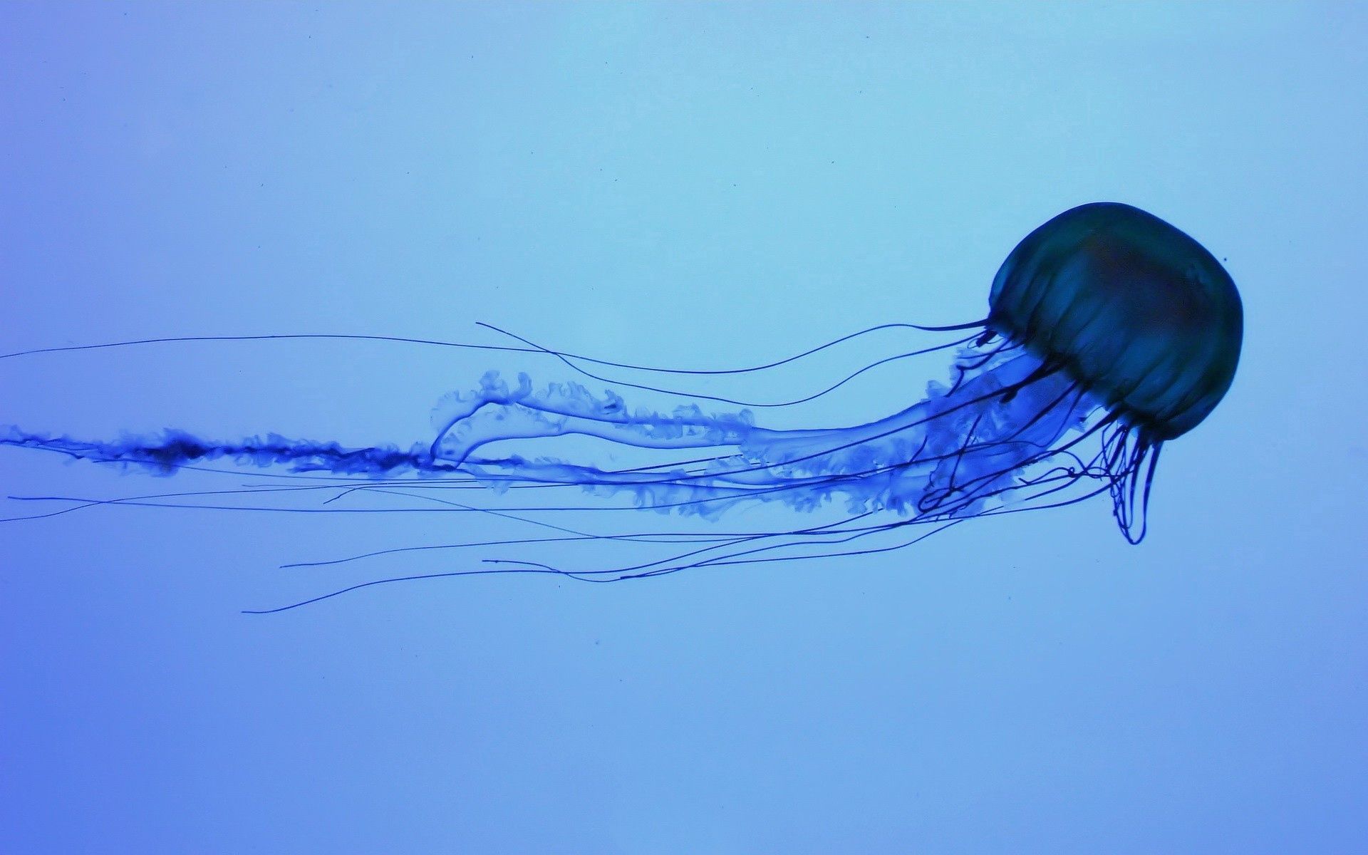 swim, animals, underwater, jellyfish home screen for smartphone