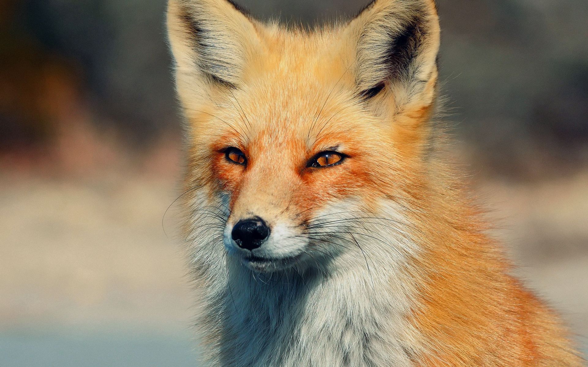 animals, predator, fox Ultrawide Wallpapers