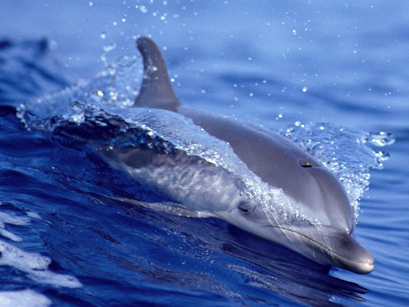 9135 Заставки и Обои Дельфины на телефон. Скачать вода, рыбы, животные, синие картинки бесплатно