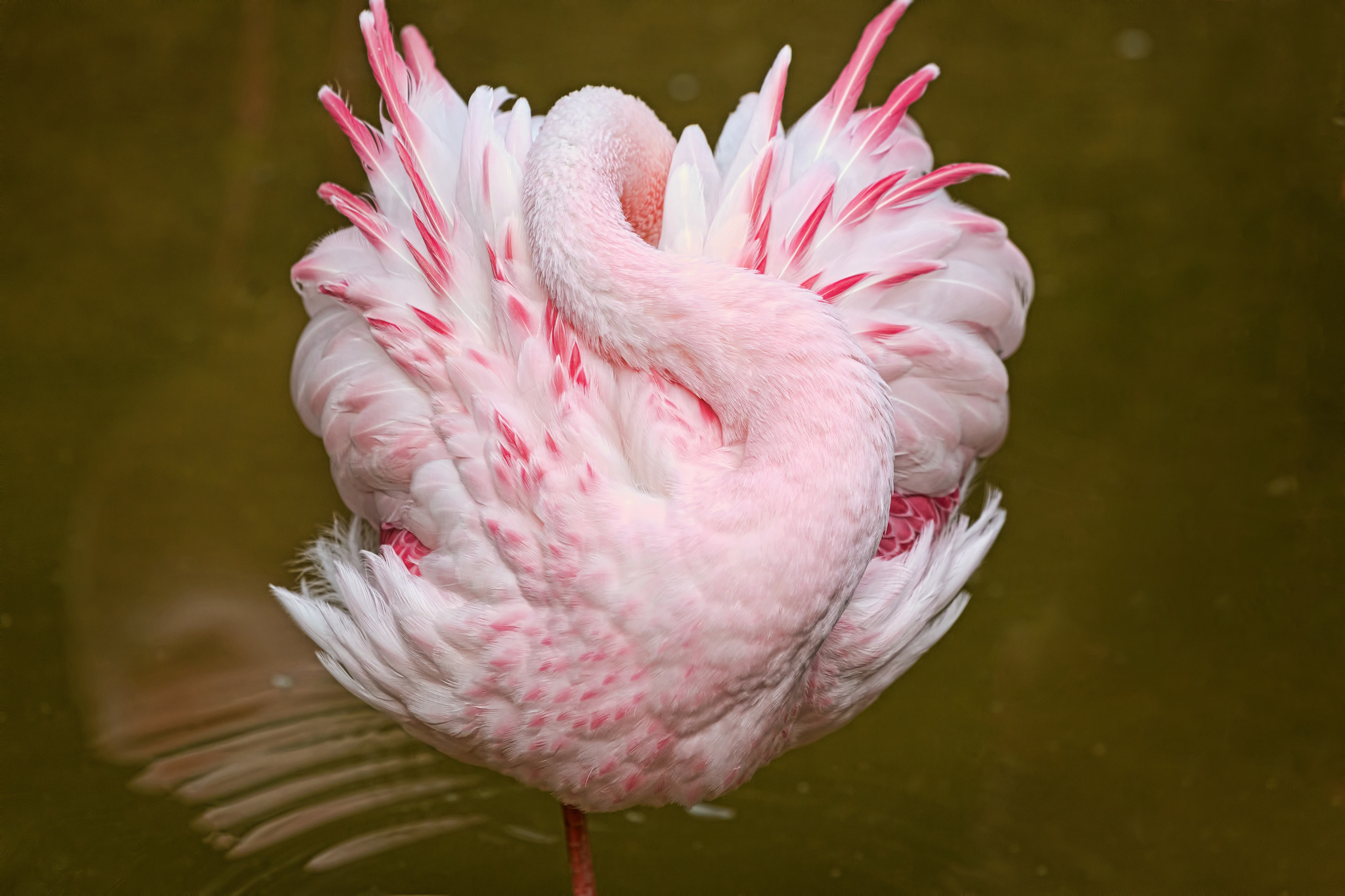 bird, sleep, pink, flamingo Square Wallpapers