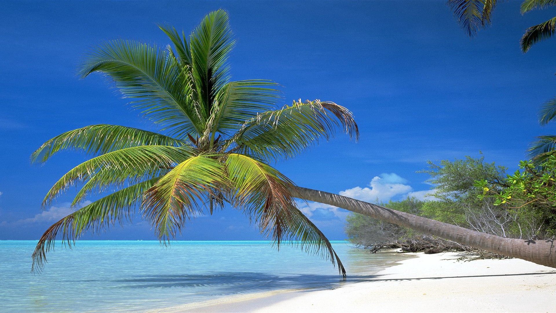 142822 Bildschirmschoner und Hintergrundbilder Die Bucht auf Ihrem Telefon. Laden Sie palm, palme, geäst, natur Bilder kostenlos herunter