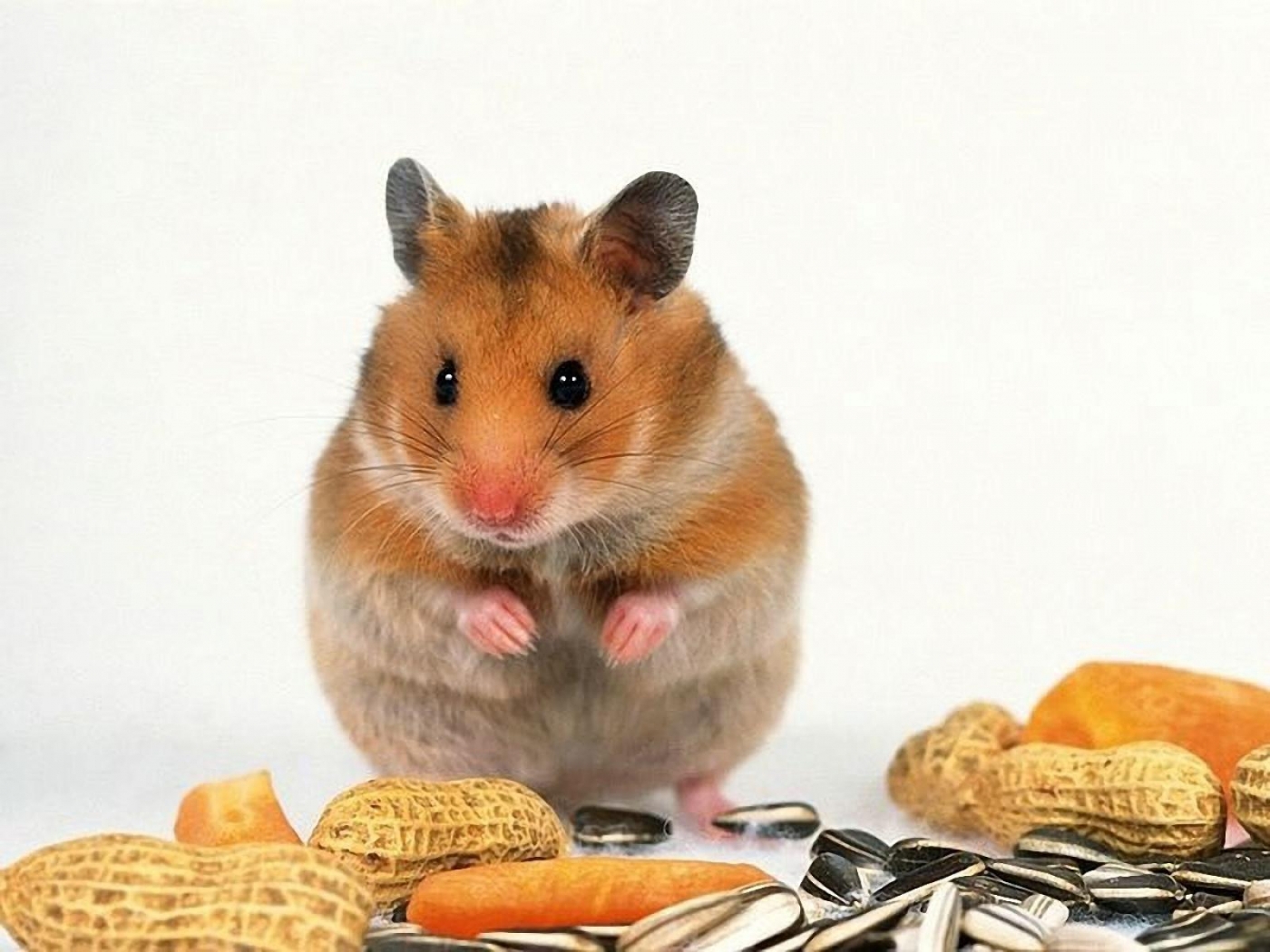 Handy-Wallpaper Tiere, Hamster kostenlos herunterladen.