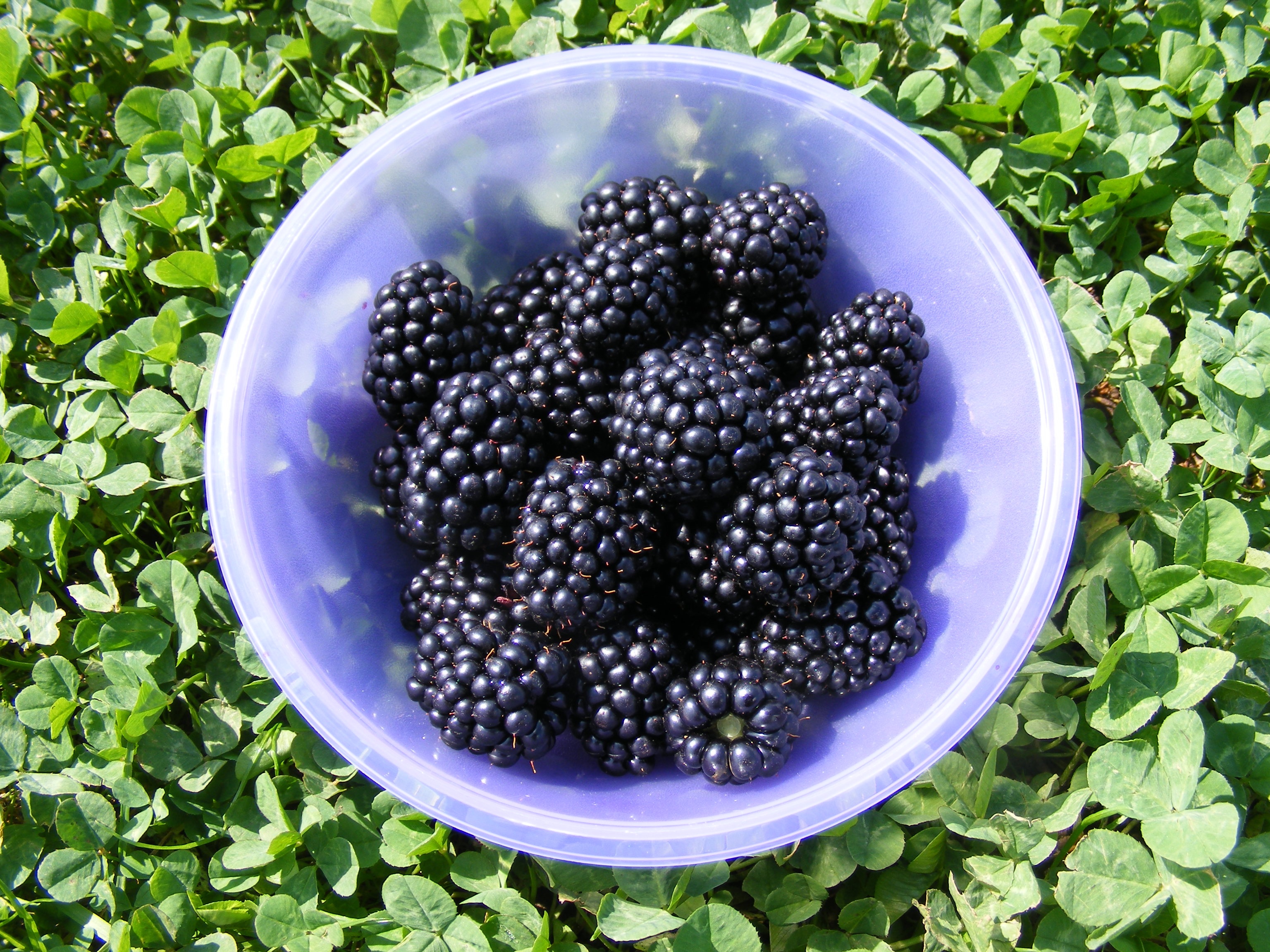 98992 Screensavers and Wallpapers Berry for phone. Download food, blackberry, berry, plate, ripe pictures for free