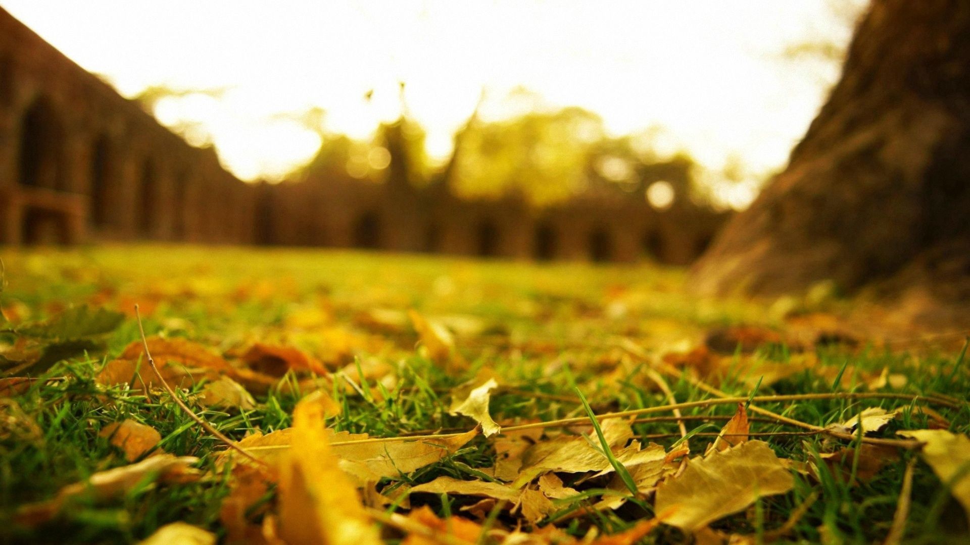 macro, leaves, earth, autumn Hd 1080p Mobile