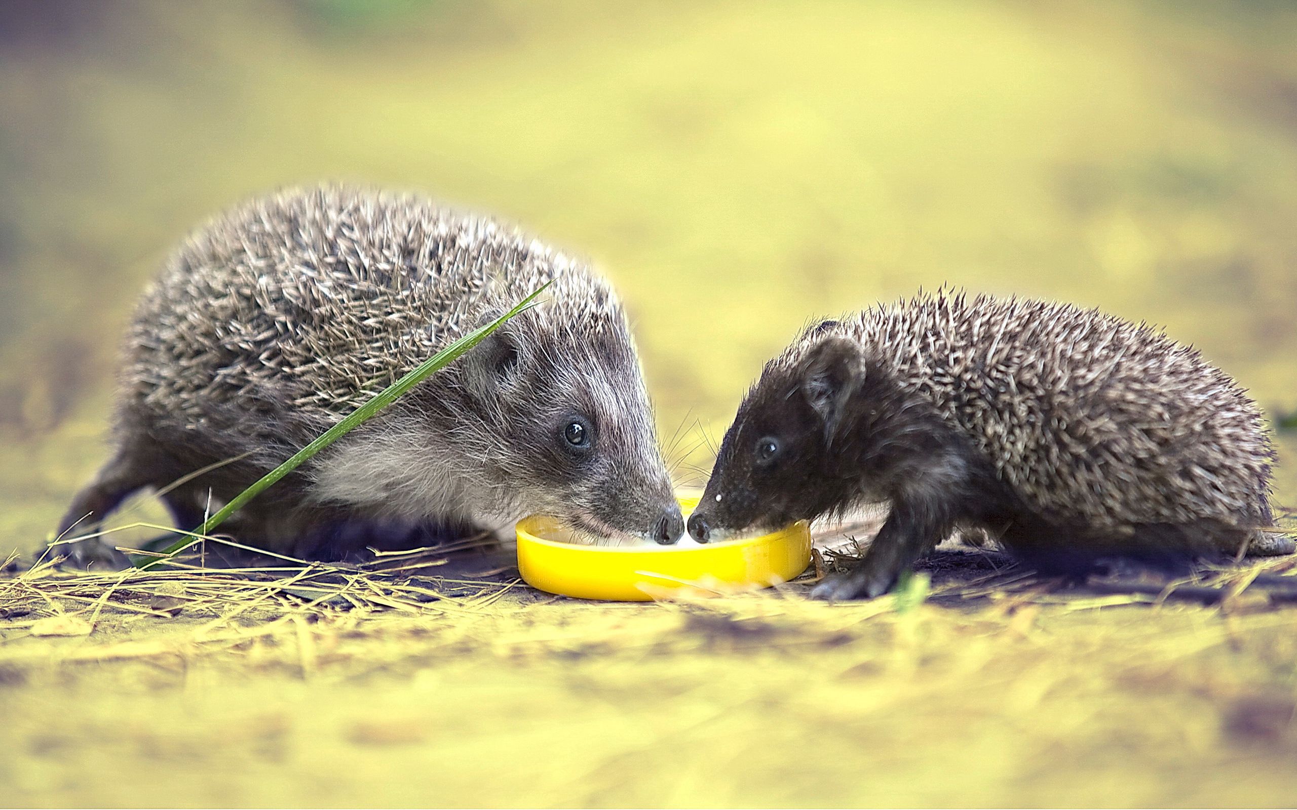61707 Screensavers and Wallpapers Lemon for phone. Download animals, hedgehogs, food, lemon, thorns, prickles pictures for free