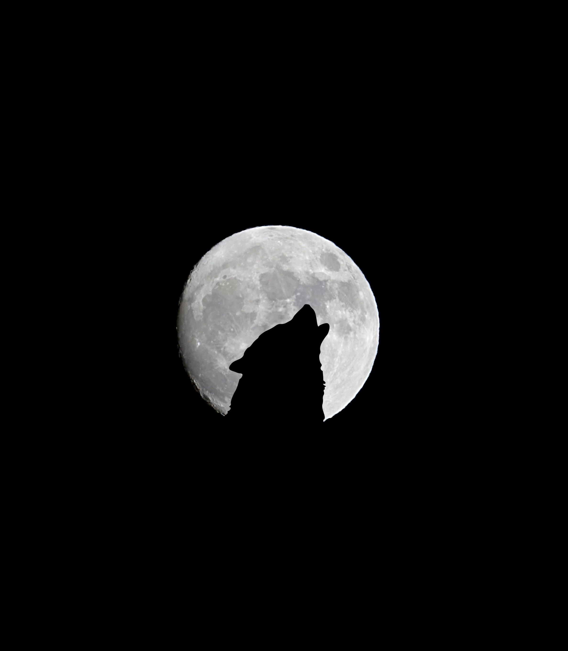 wolf, black, howl, bw, chb, full moon